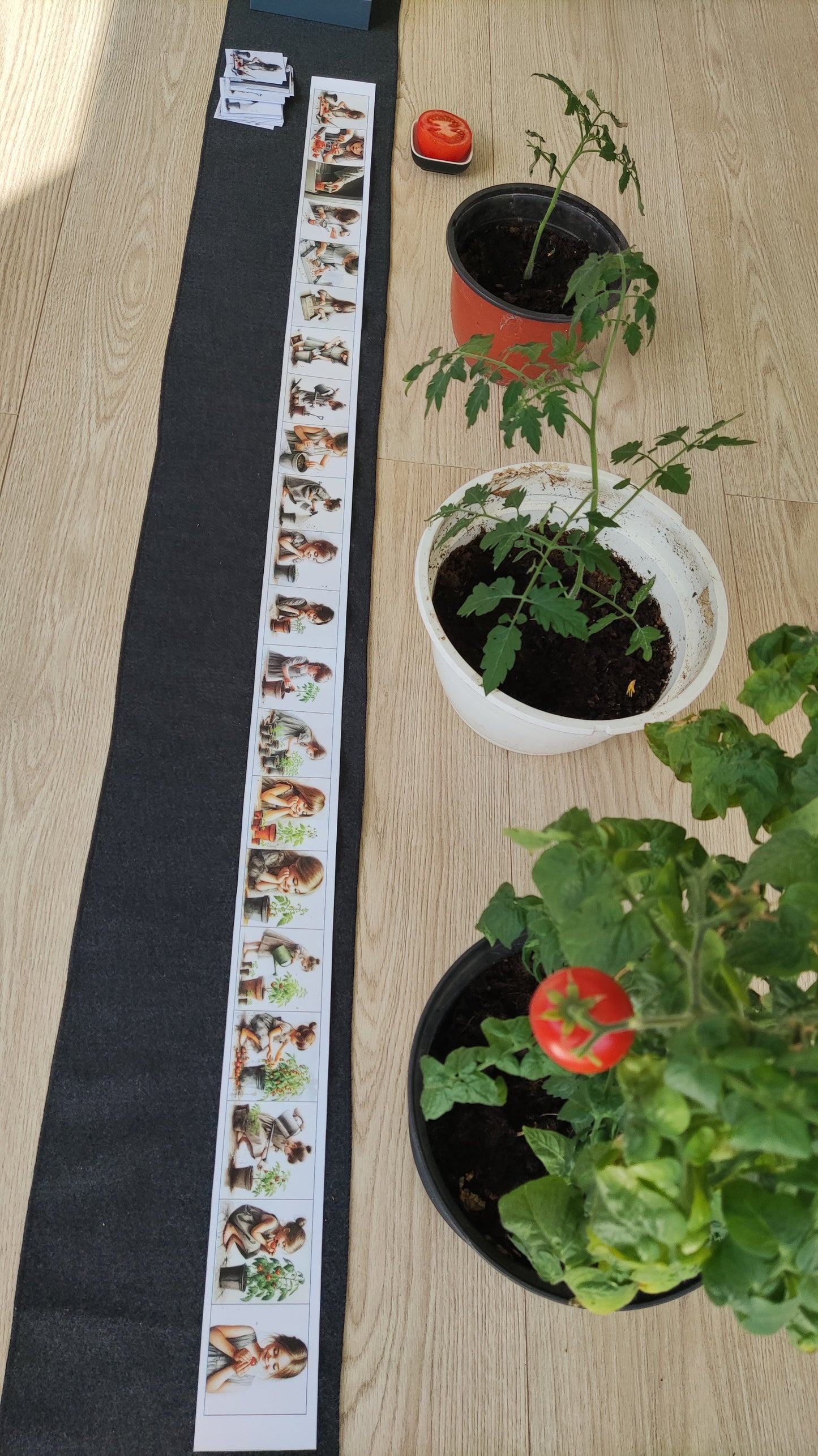 Attīstības lente "No sēkliņas līdz tomātam"