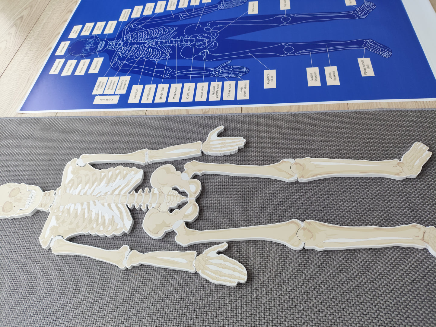 Cilvēka skeleta paklājiņš AR kaulu nosaukumiem