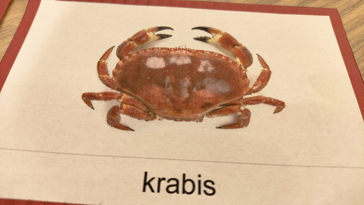 Mugurkaulnieki/Bezmugurkaulnieki kartiņas un kastītes - PDF formātā