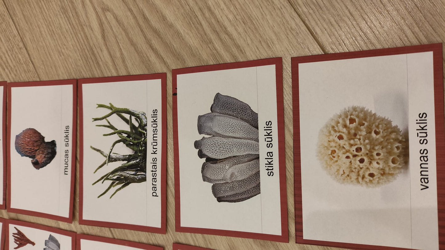 Mugurkaulnieki/Bezmugurkaulnieki kartiņas un kastītes - PDF formātā