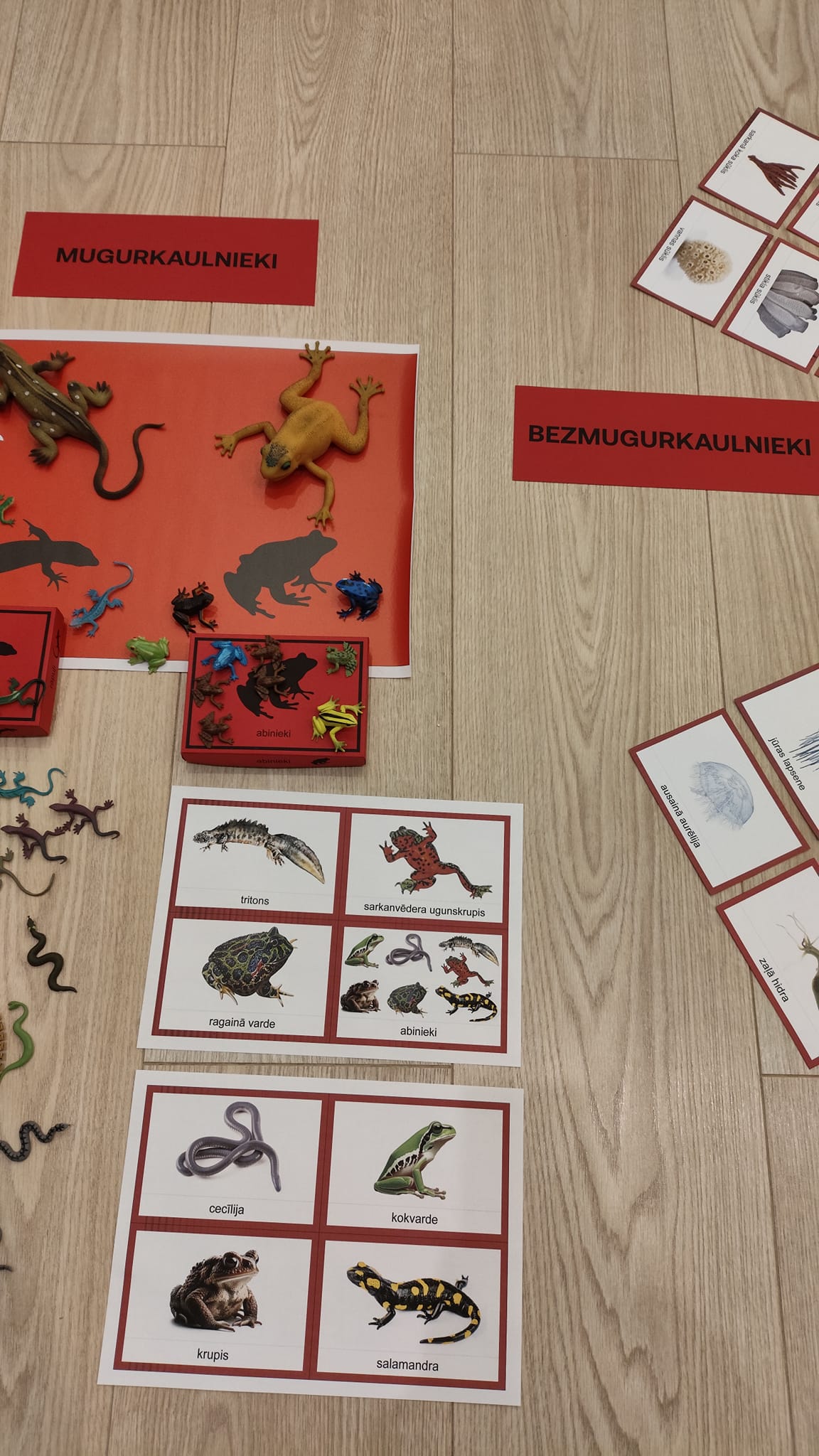 Mugurkaulnieki/Bezmugurkaulnieki kartiņas un kastītes - PDF formātā