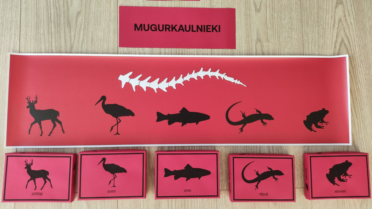 Mugurkaulnieki/Bezmugurkaulnieki kartiņas un kastītes - PDF formātā