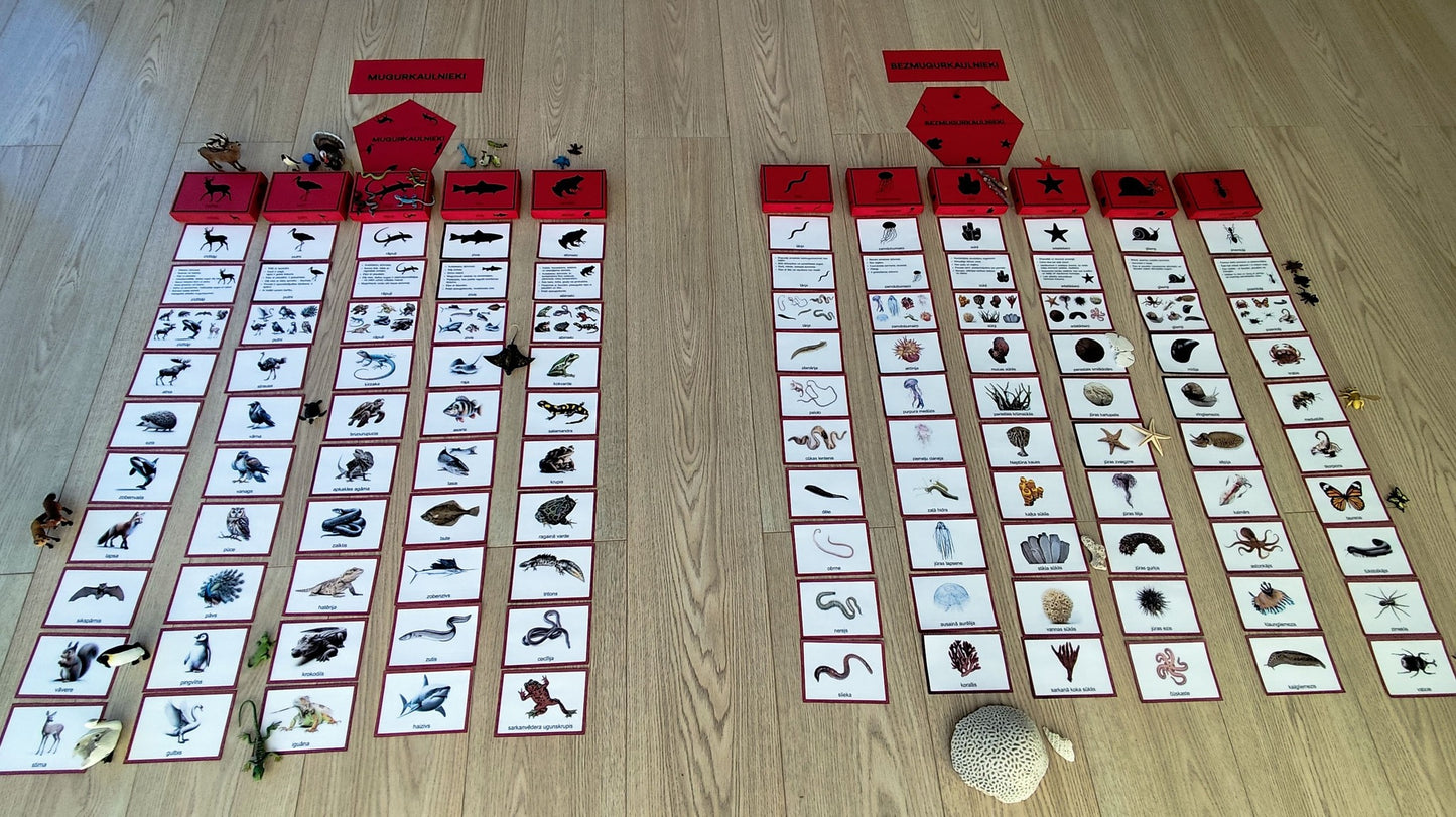 Mugurkaulnieki/Bezmugurkaulnieki kartiņas un kastītes - PDF formātā