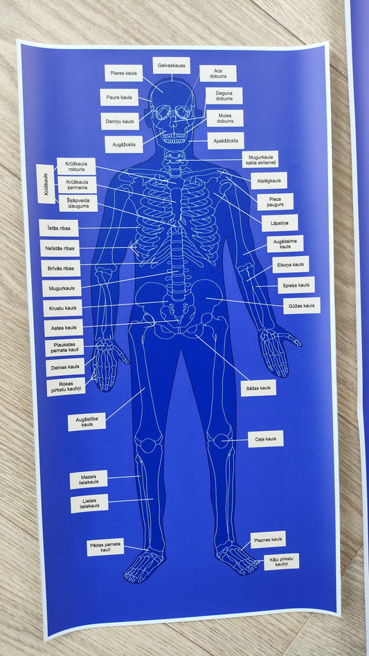 Cilvēka skeleta kontrolkarte ar kaulu nosaukumiem