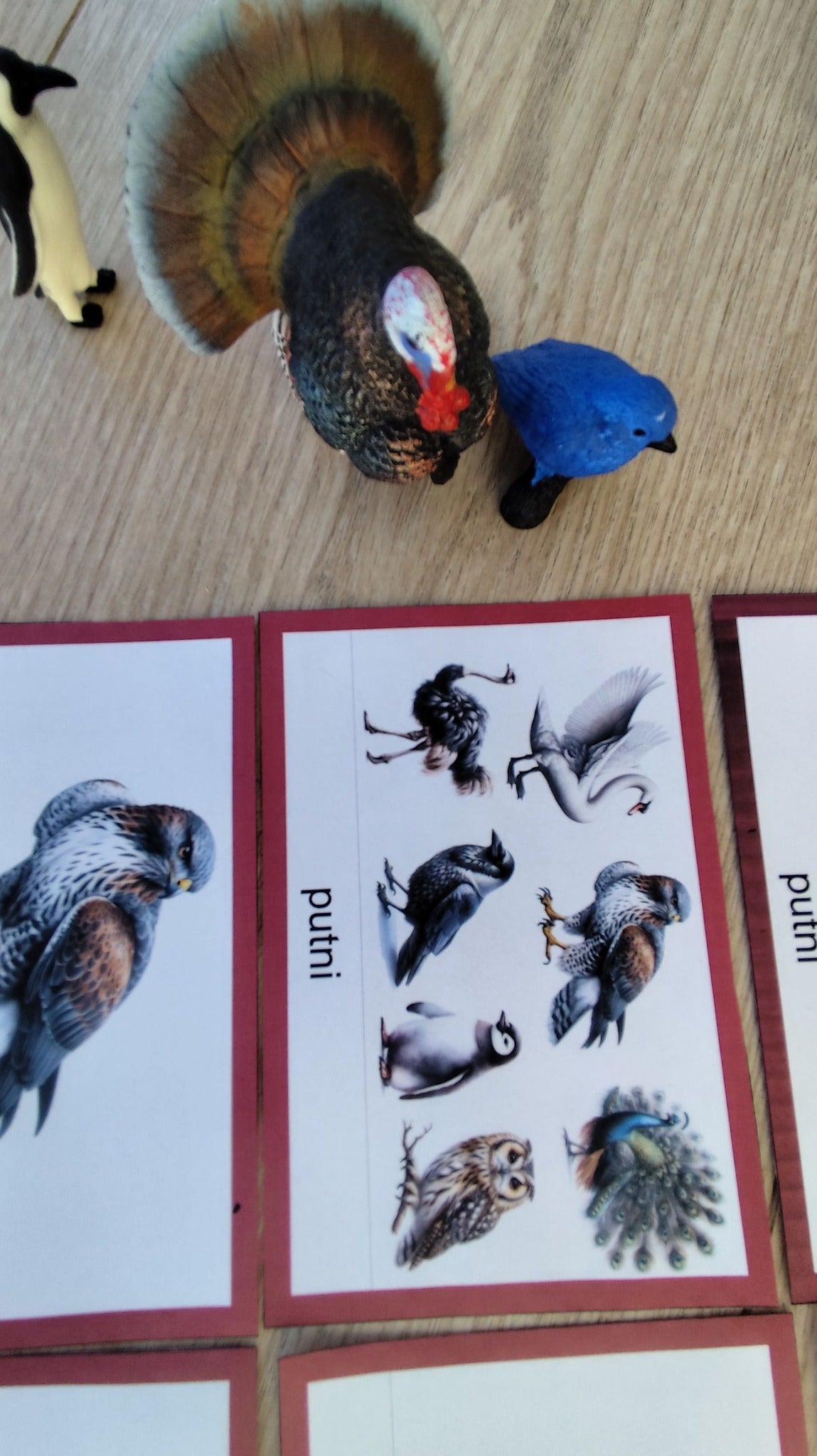 Mugurkaulnieki/Bezmugurkaulnieki kartiņas un kastītes - PDF formātā