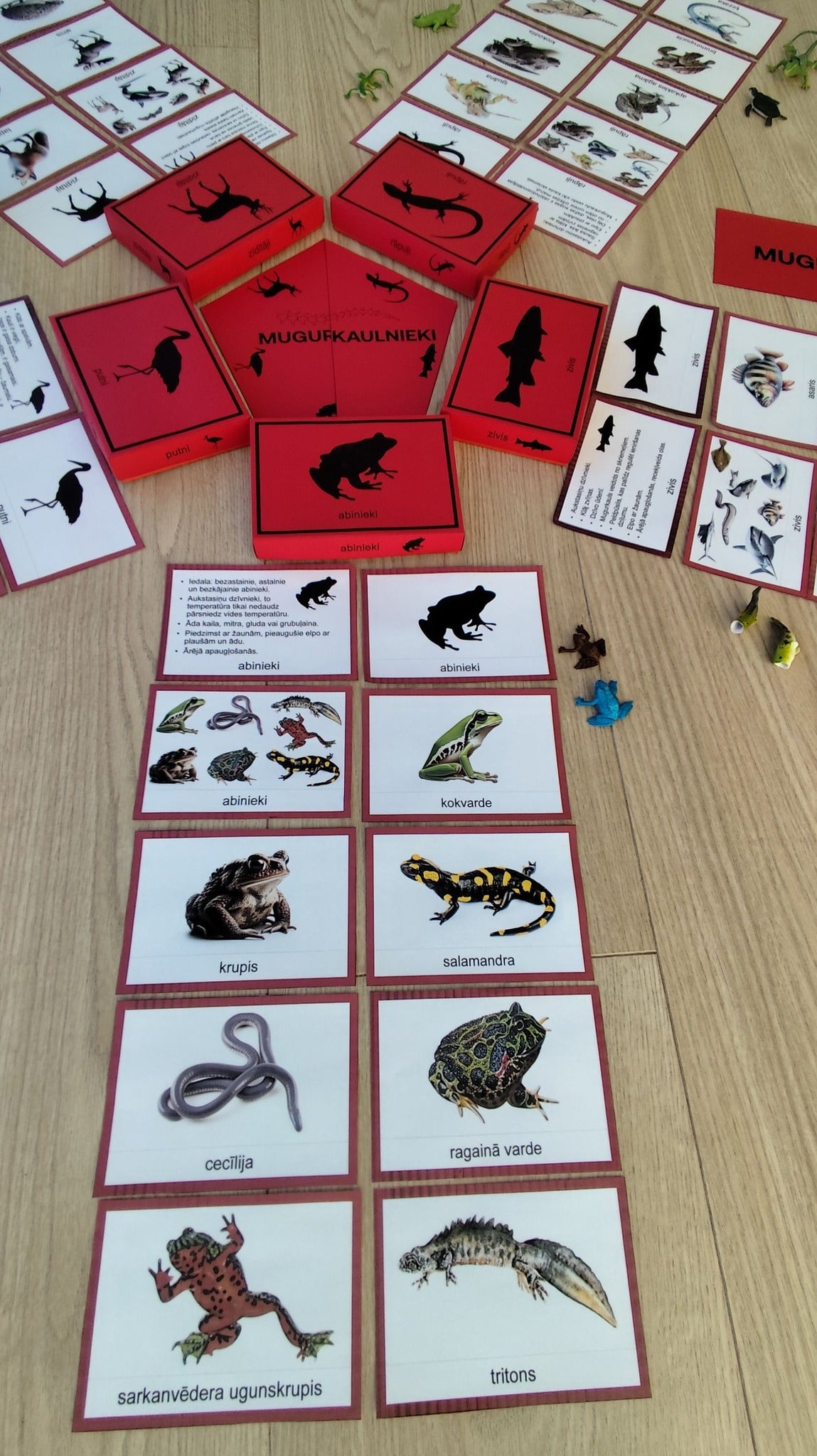 Mugurkaulnieki/Bezmugurkaulnieki kartiņas un kastītes - PDF formātā