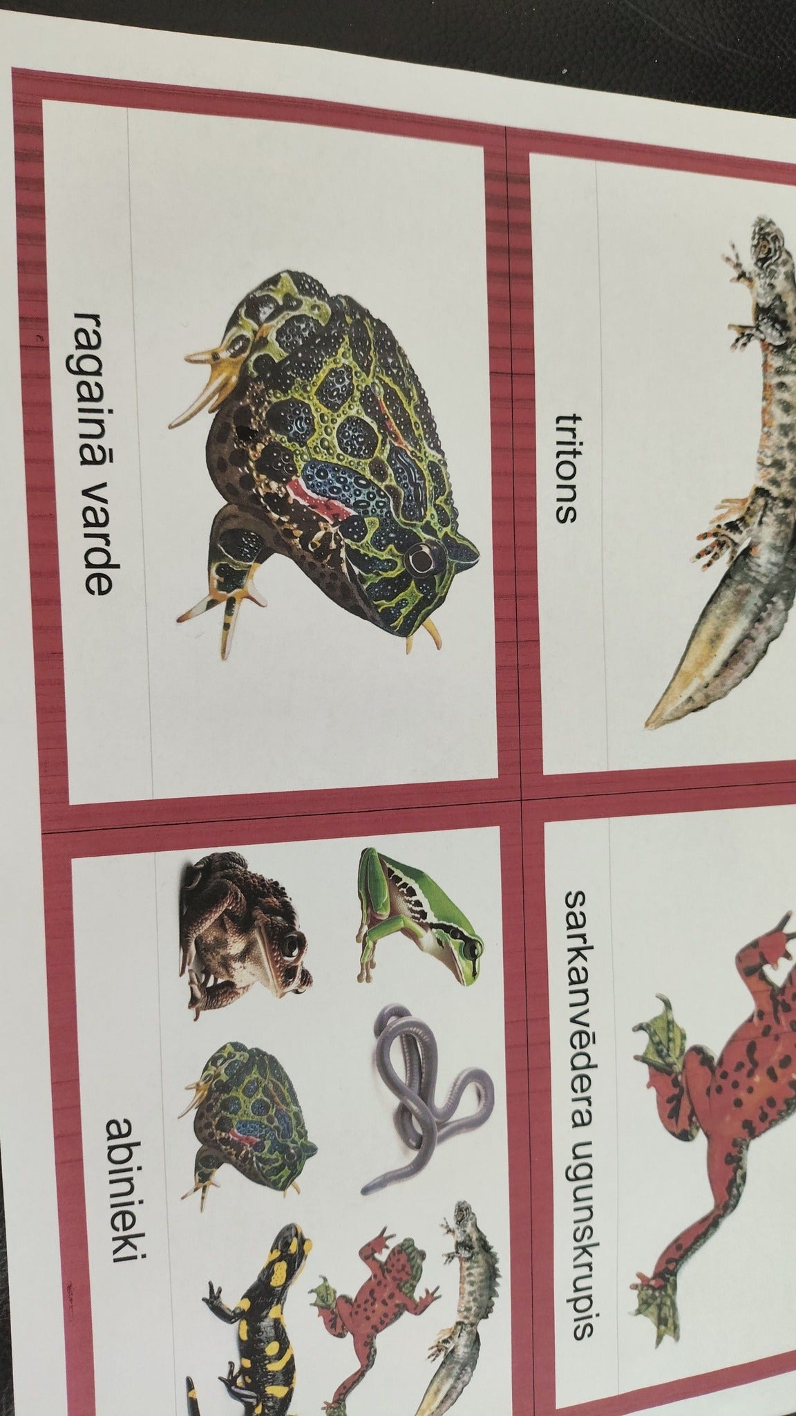 Mugurkaulnieki/Bezmugurkaulnieki kartiņas un kastītes - PDF formātā