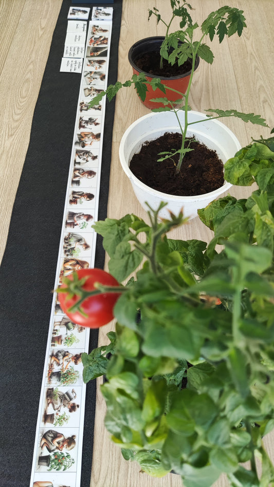 Attīstības lente "No sēkliņas līdz tomātam"