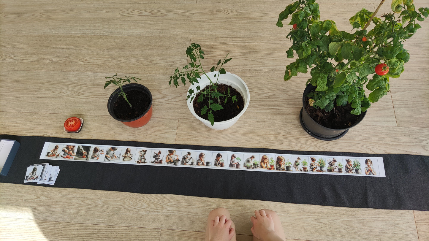 No sēkliņas līdz tomātam | Attīstības kartiņas PDF formātā