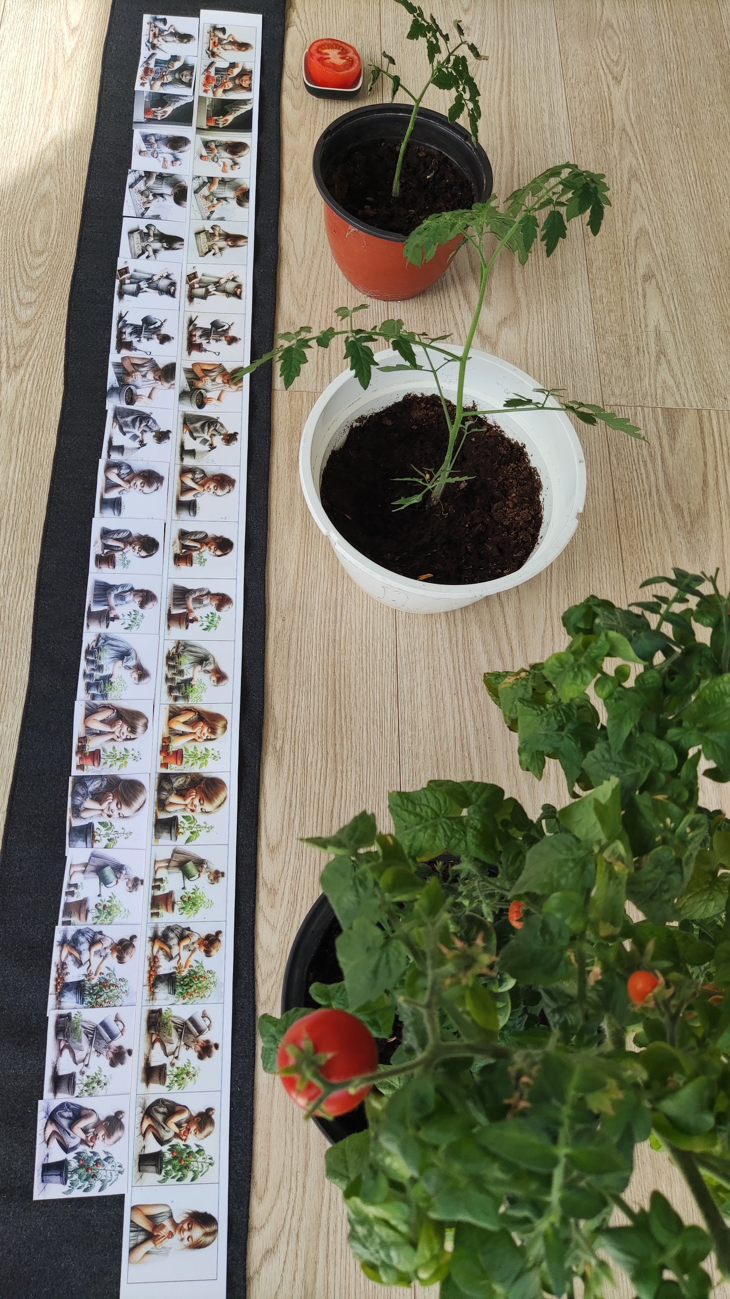 No sēkliņas līdz tomātam | Attīstības kartiņas PDF formātā