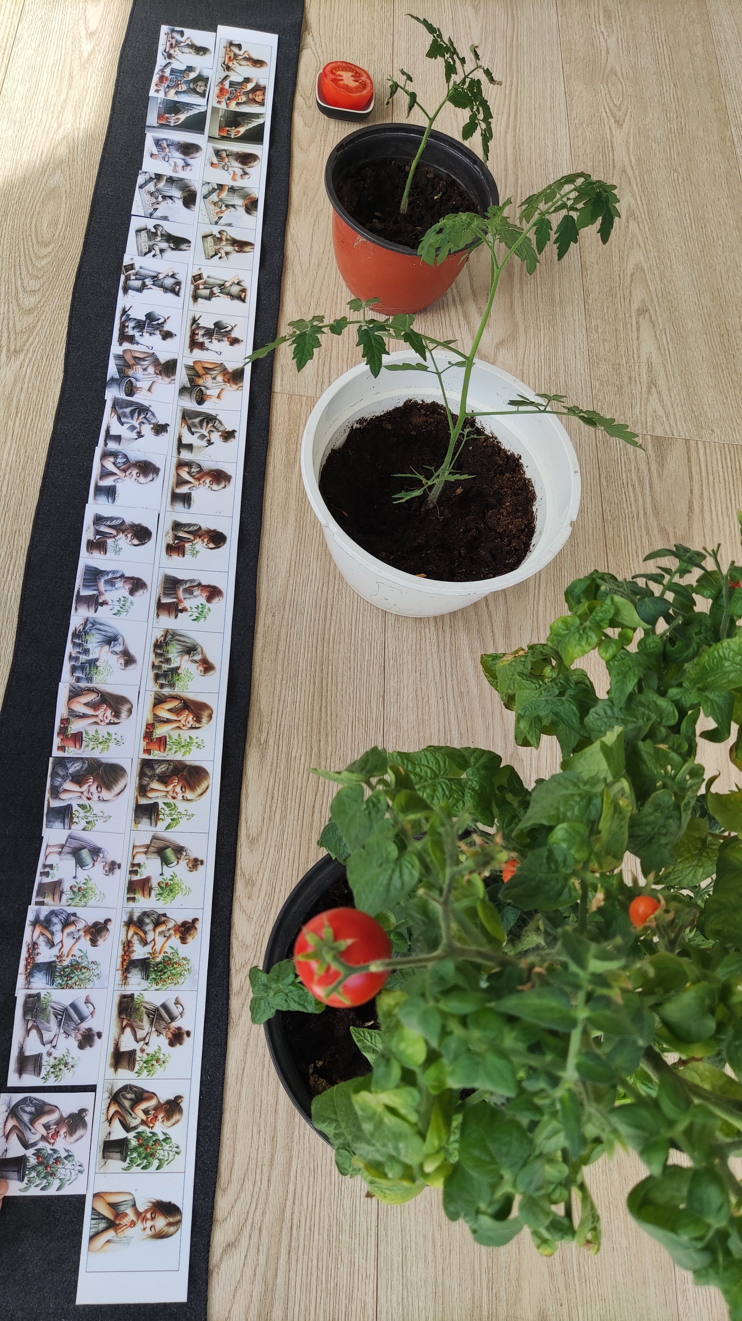 No sēkliņas līdz tomātam | Attīstības kartiņas PDF formātā