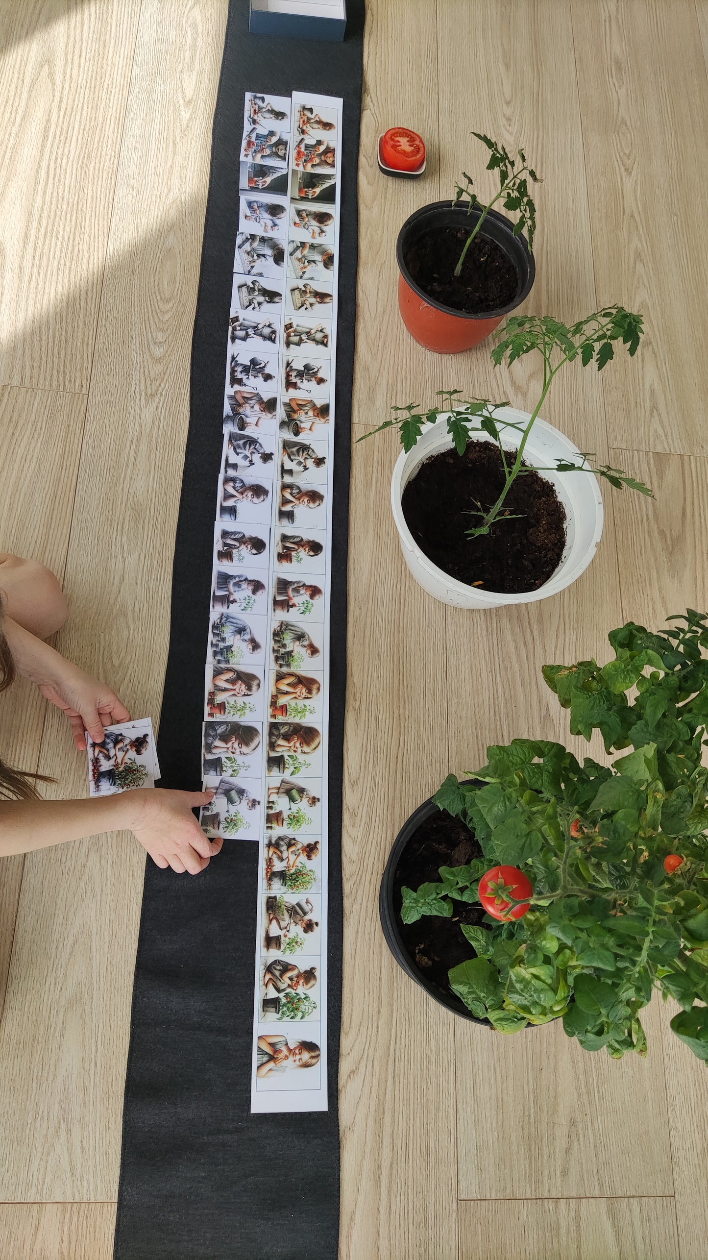 No sēkliņas līdz tomātam | Attīstības kartiņas PDF formātā