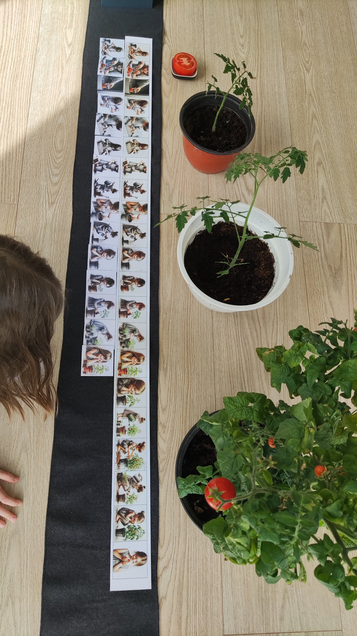 No sēkliņas līdz tomātam | Attīstības kartiņas PDF formātā