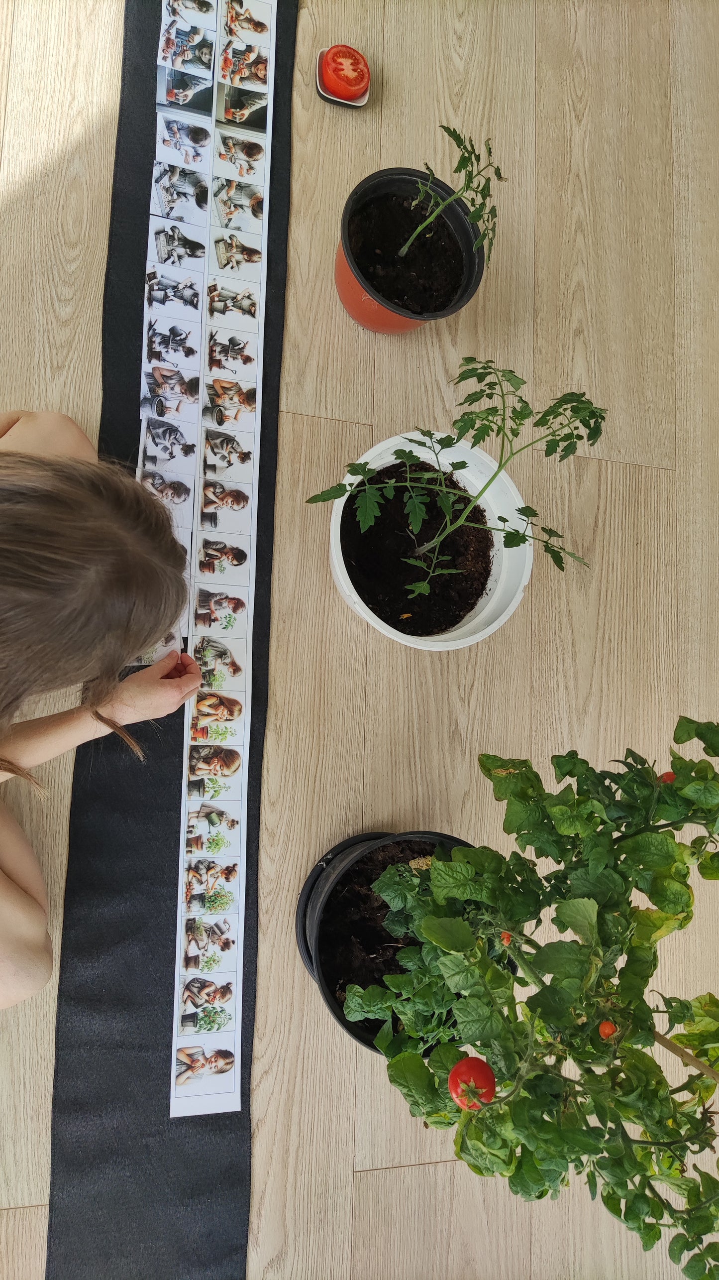 No sēkliņas līdz tomātam | Attīstības kartiņas PDF formātā