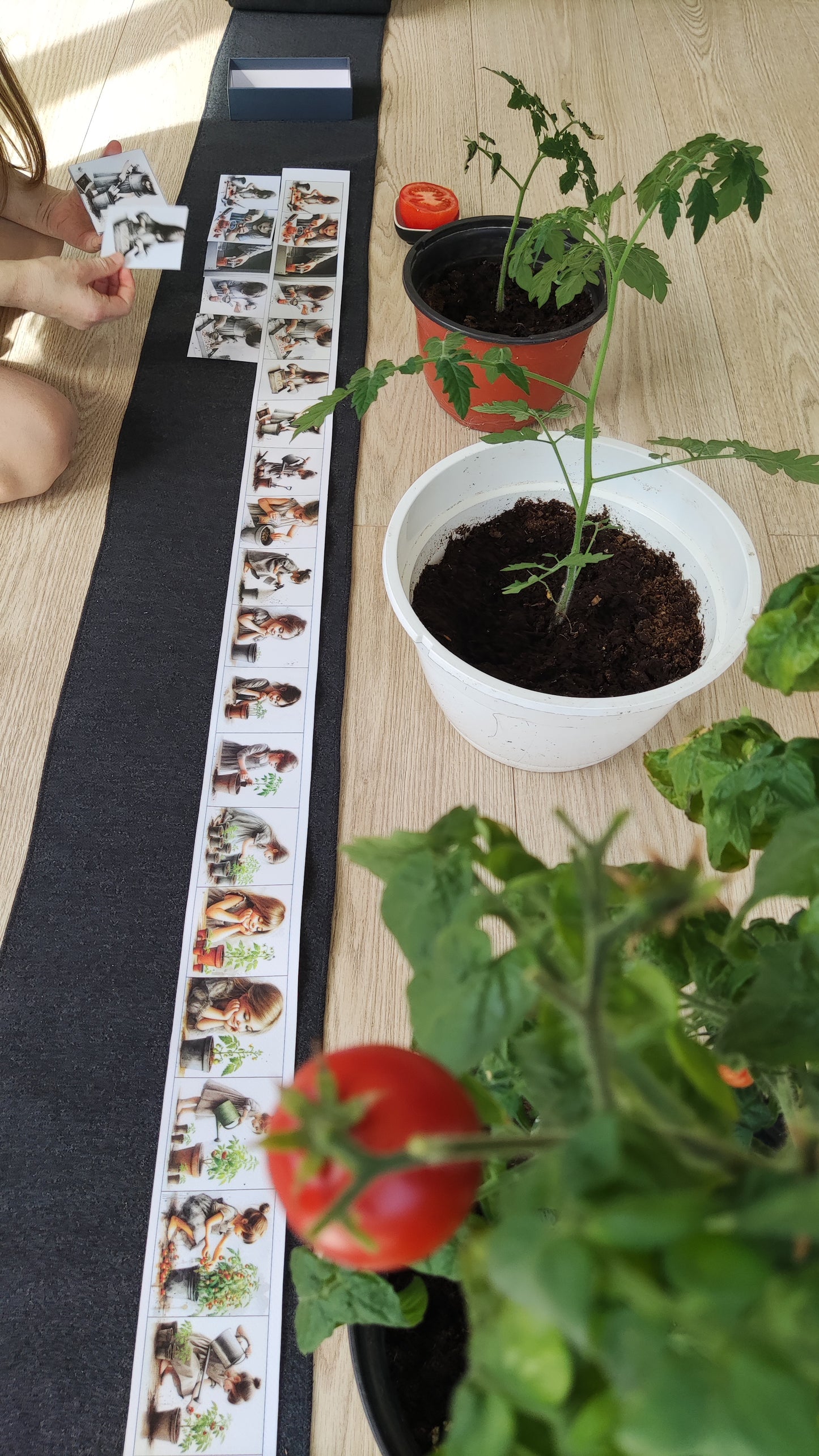 No sēkliņas līdz tomātam | Attīstības kartiņas PDF formātā