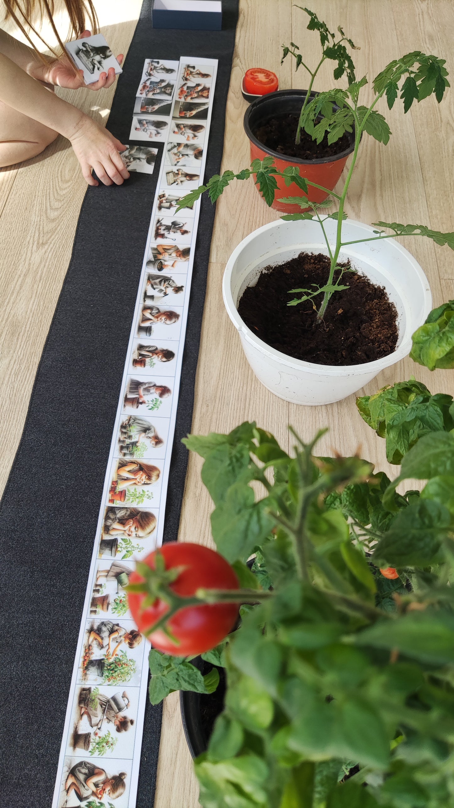 No sēkliņas līdz tomātam | Attīstības kartiņas PDF formātā