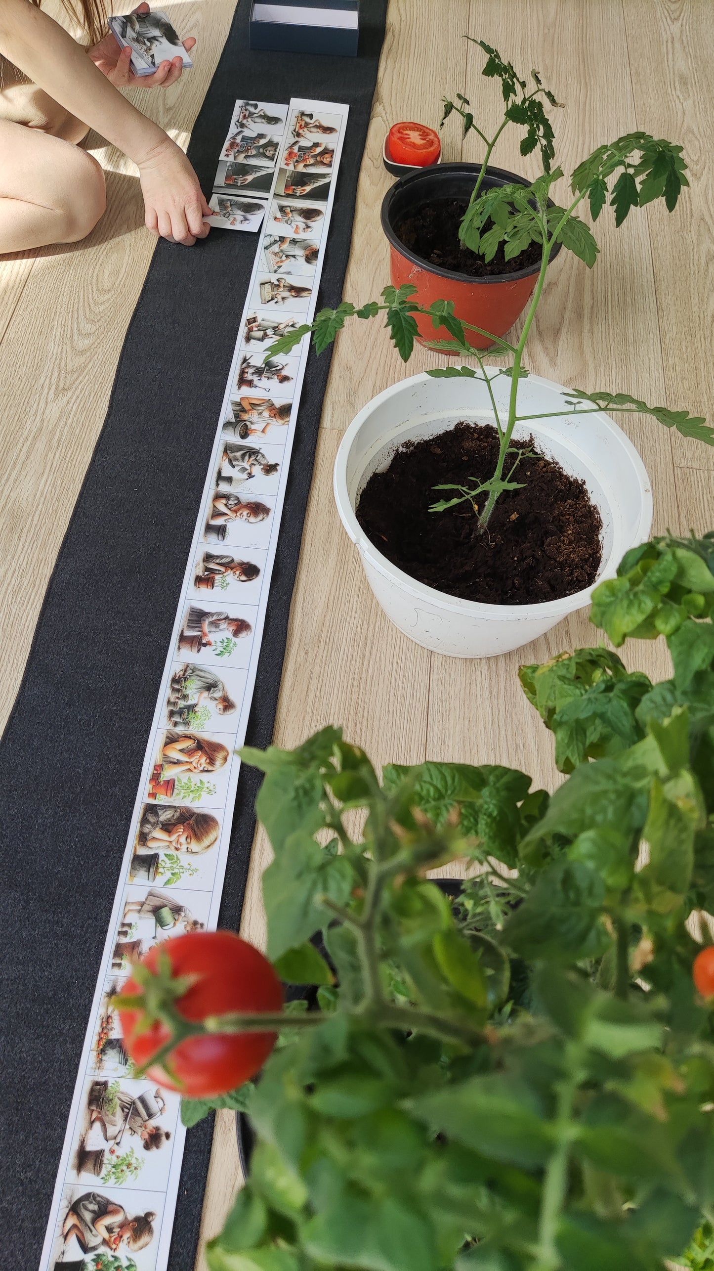 No sēkliņas līdz tomātam | Attīstības kartiņas PDF formātā