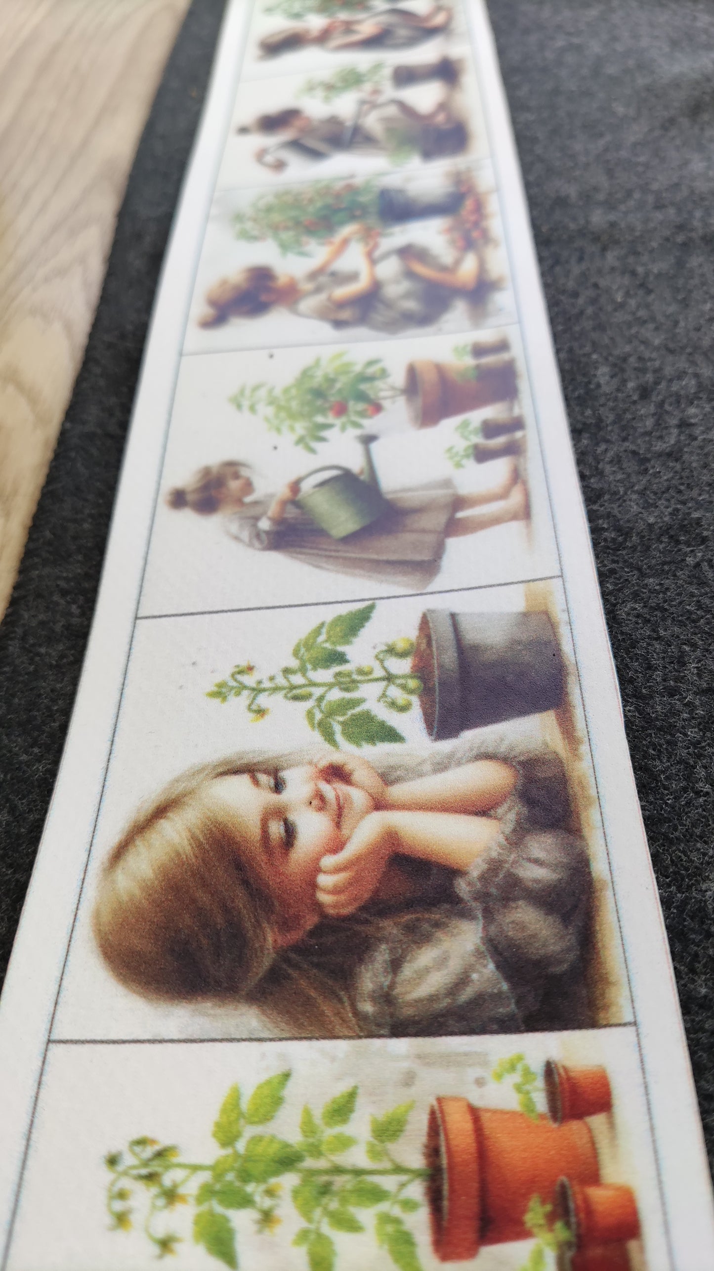 No sēkliņas līdz tomātam | Attīstības kartiņas PDF formātā