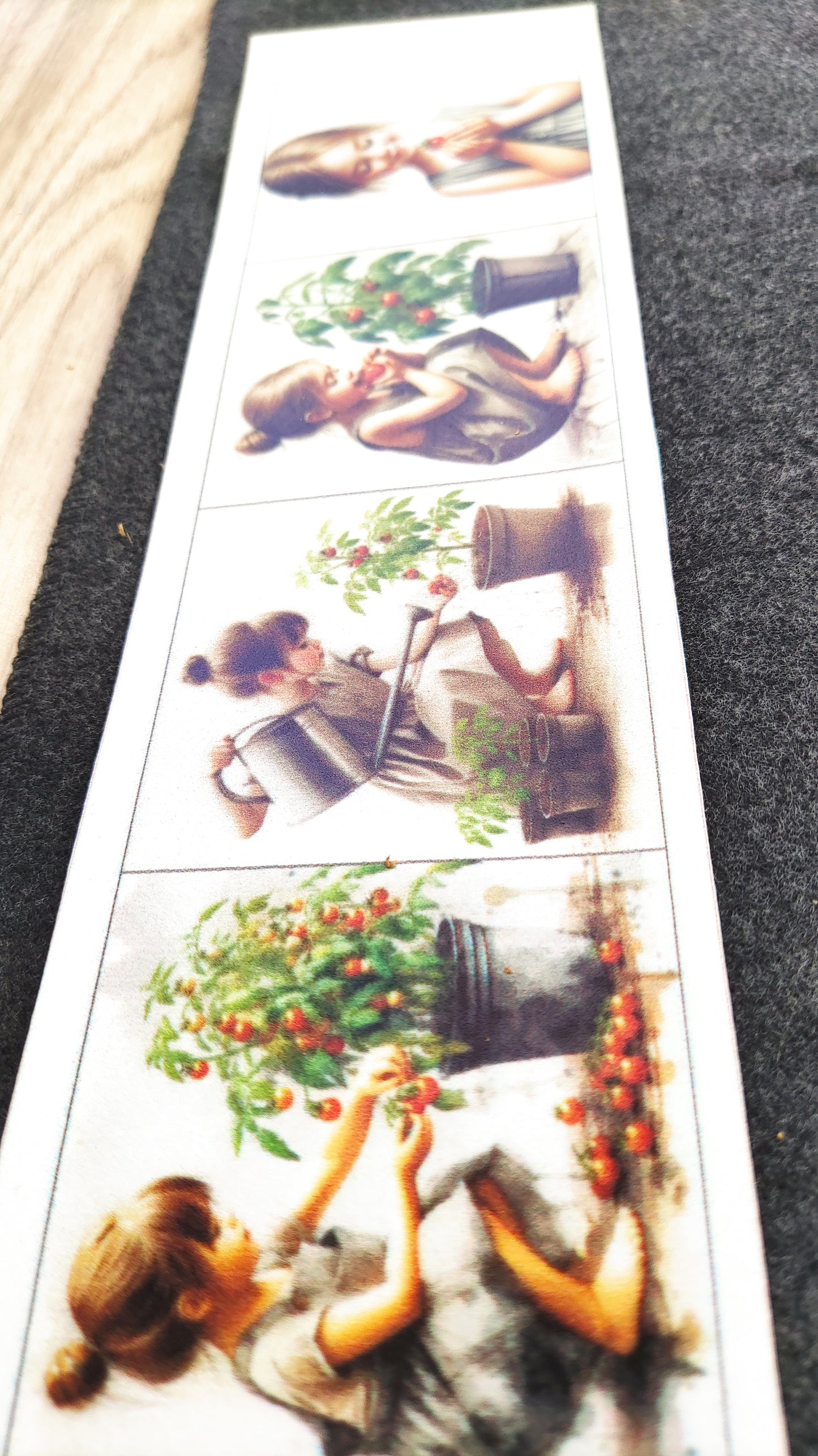 No sēkliņas līdz tomātam | Attīstības kartiņas PDF formātā