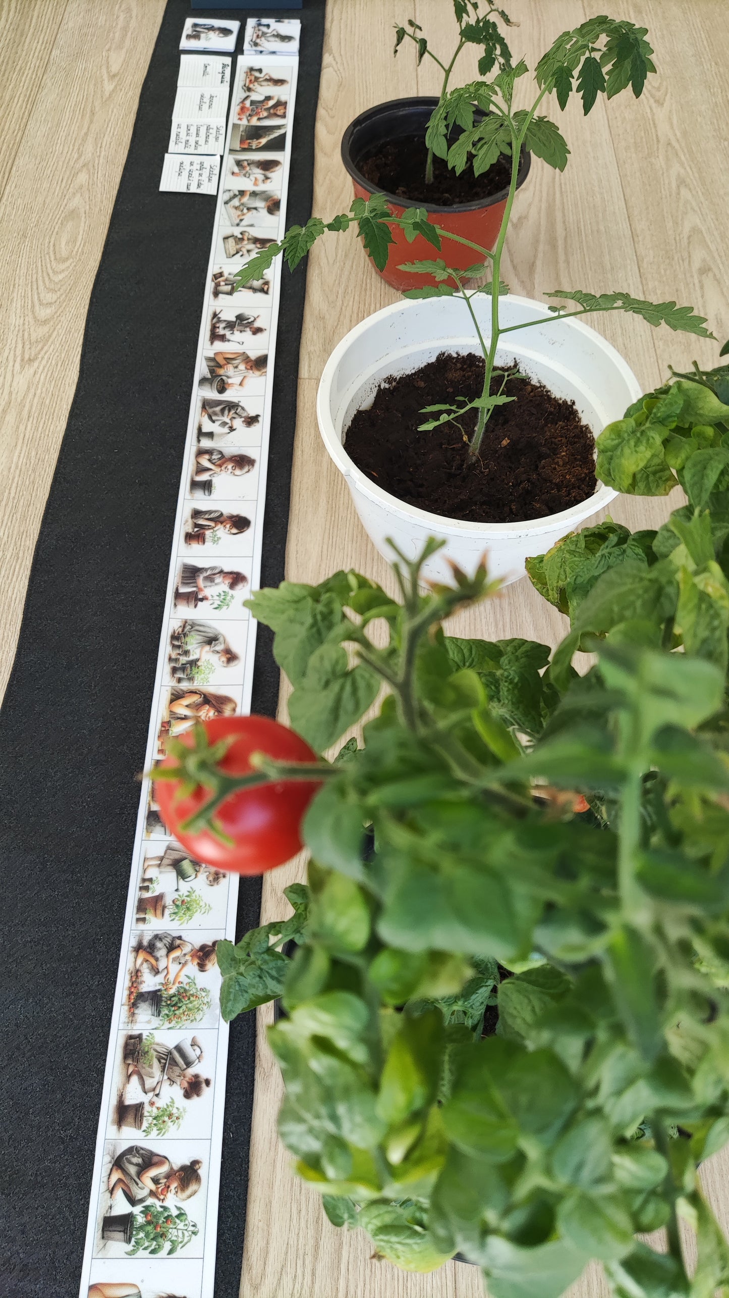 No sēkliņas līdz tomātam | Attīstības kartiņas PDF formātā