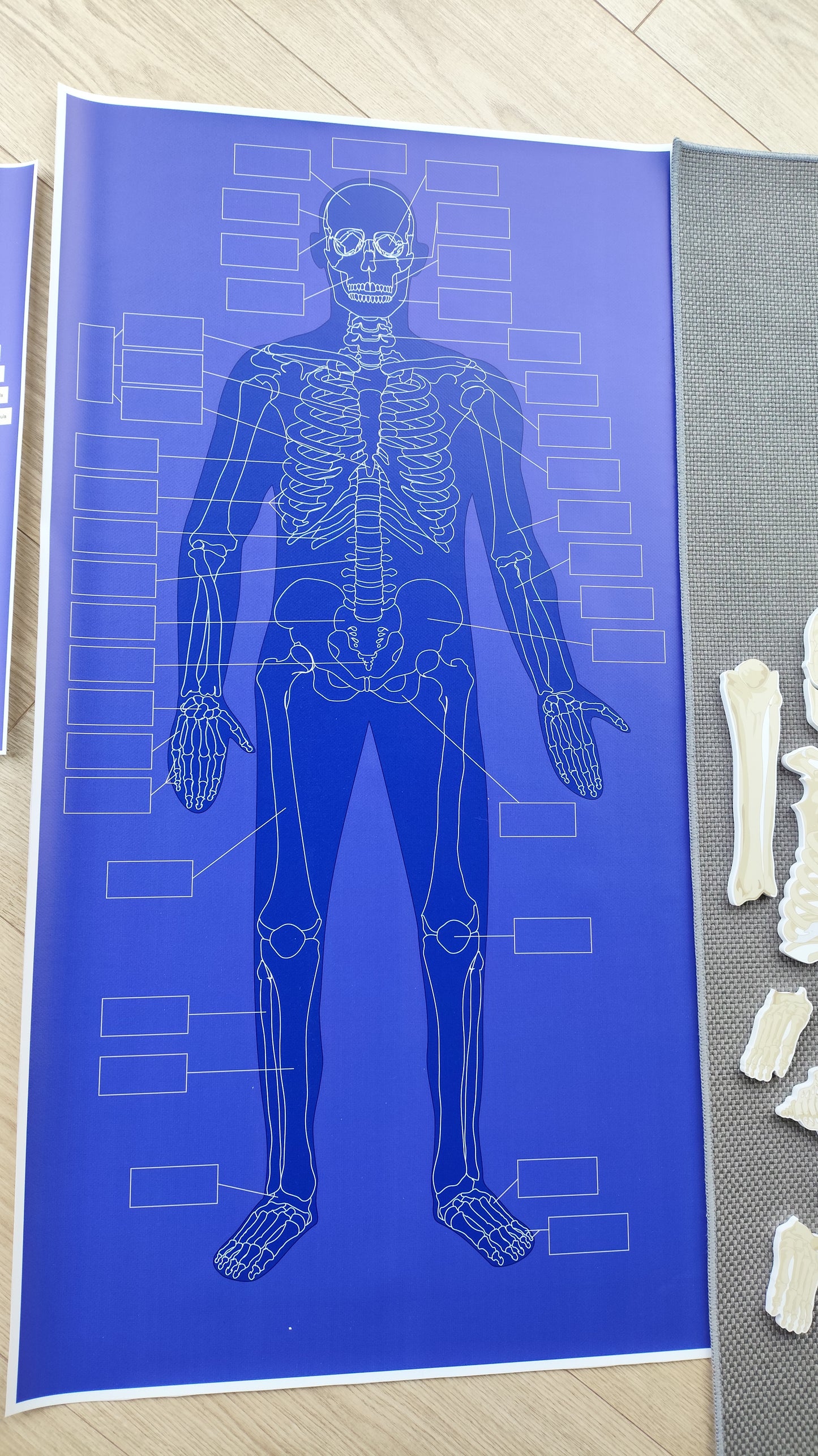 CILVĒKA SKELETS - VISS KOMPLEKTS