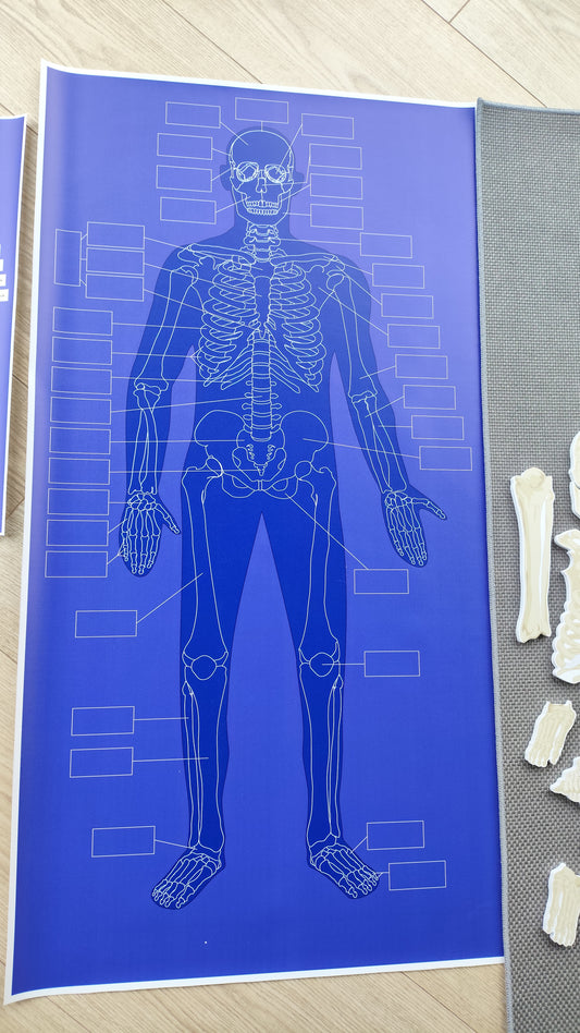 CILVĒKA SKELETA PAKLĀJIŅŠ