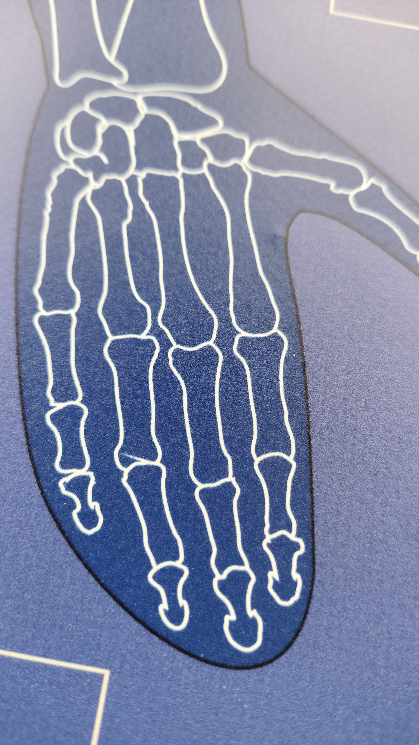 CILVĒKA SKELETA PAKLĀJIŅŠ