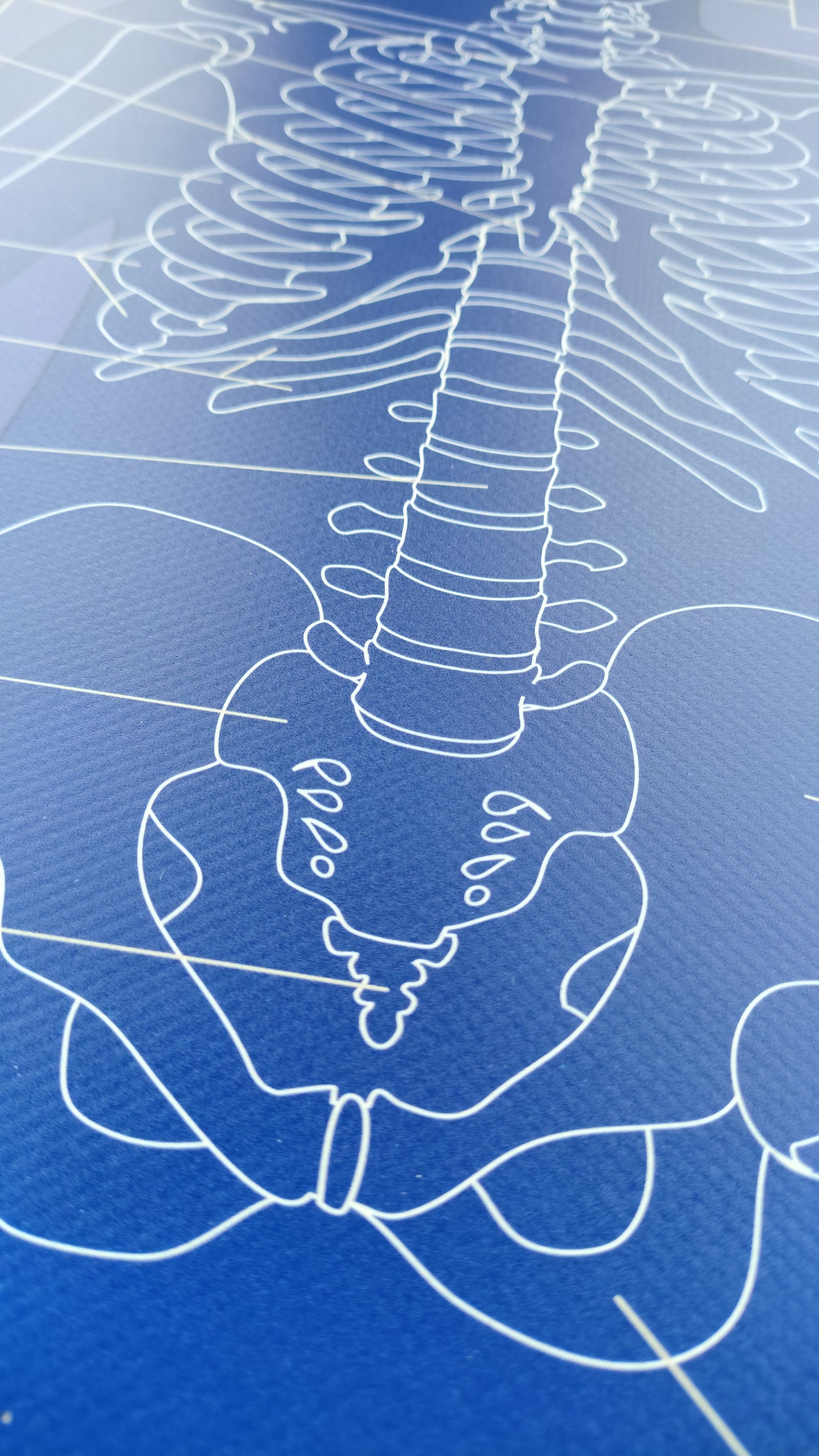 CILVĒKA SKELETS - VISS KOMPLEKTS