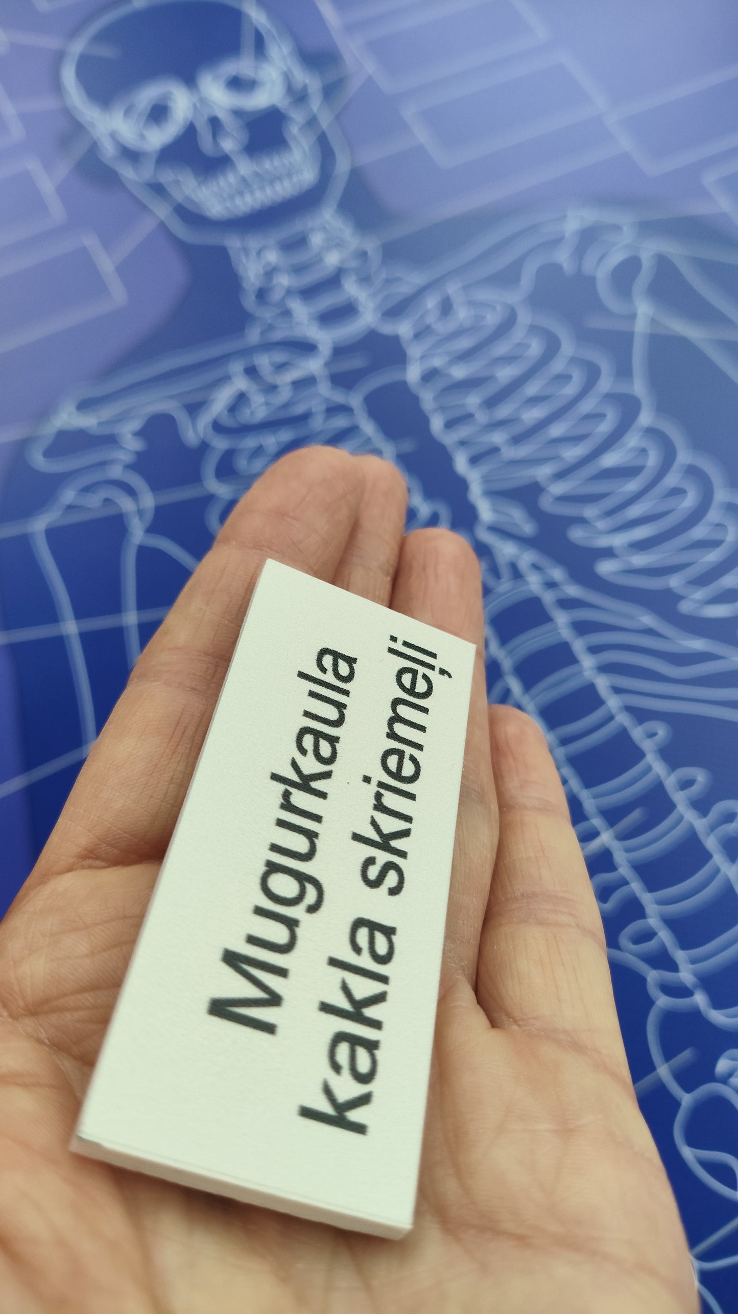 CILVĒKA SKELETS - VISS KOMPLEKTS