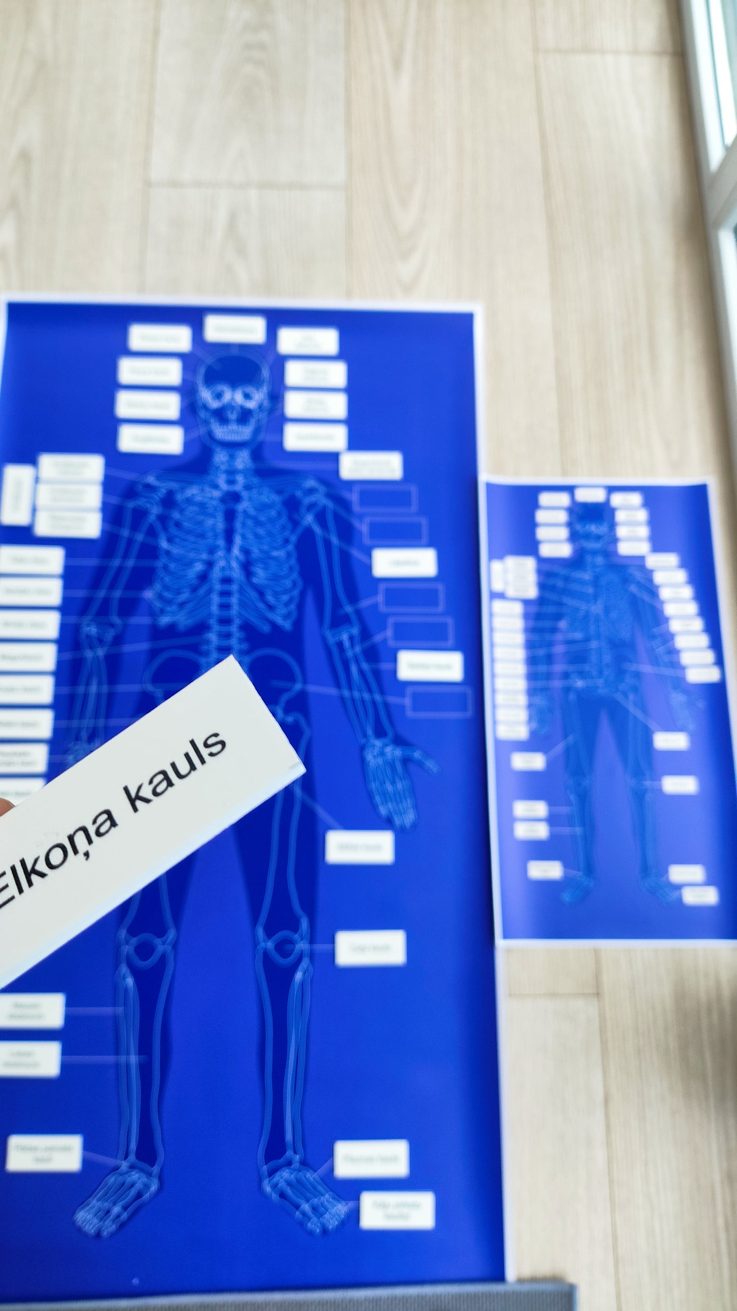 CILVĒKA SKELETS - VISS KOMPLEKTS