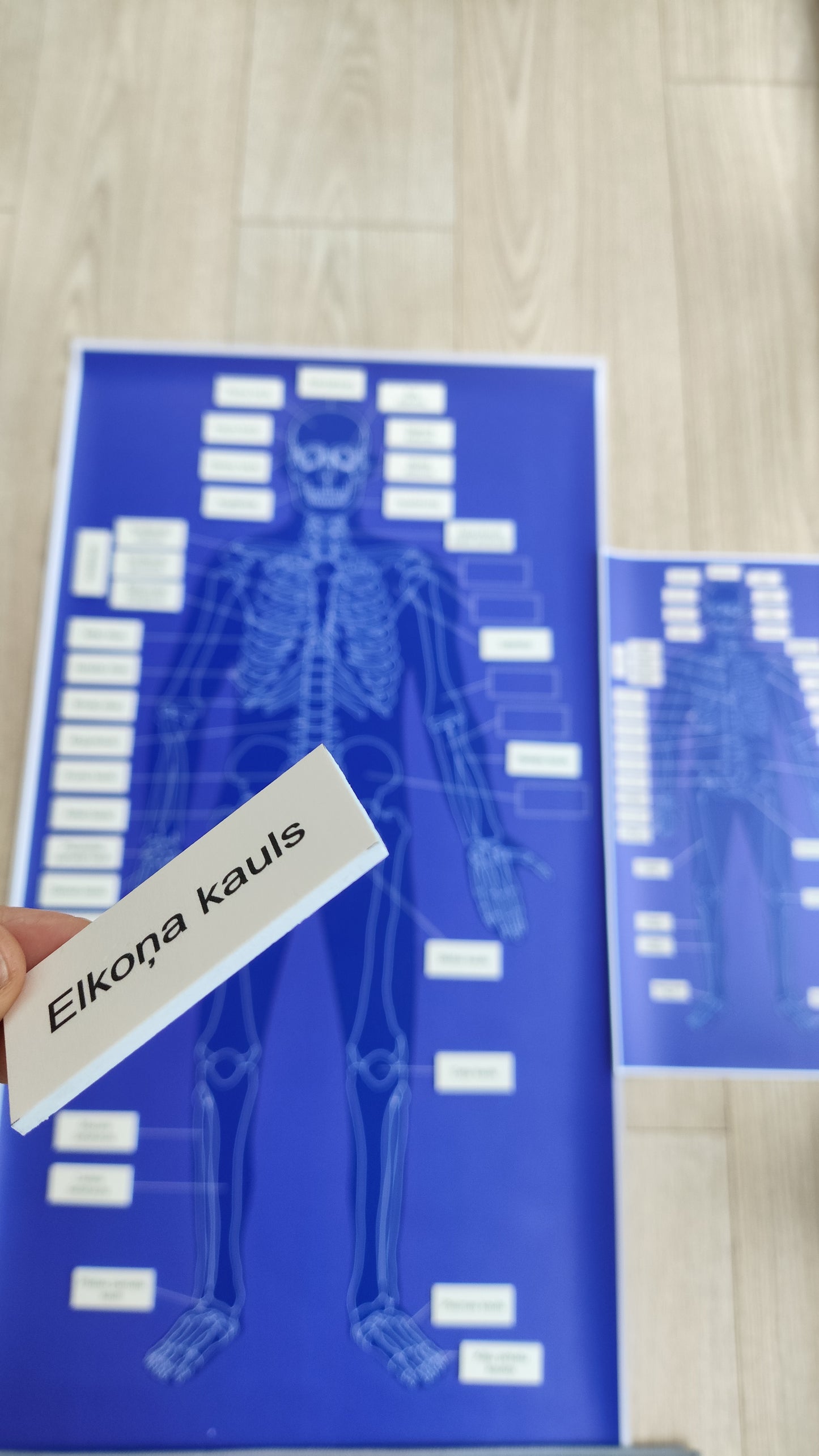 Cilvēka skeleta kaulu nosaukumu kartiņas