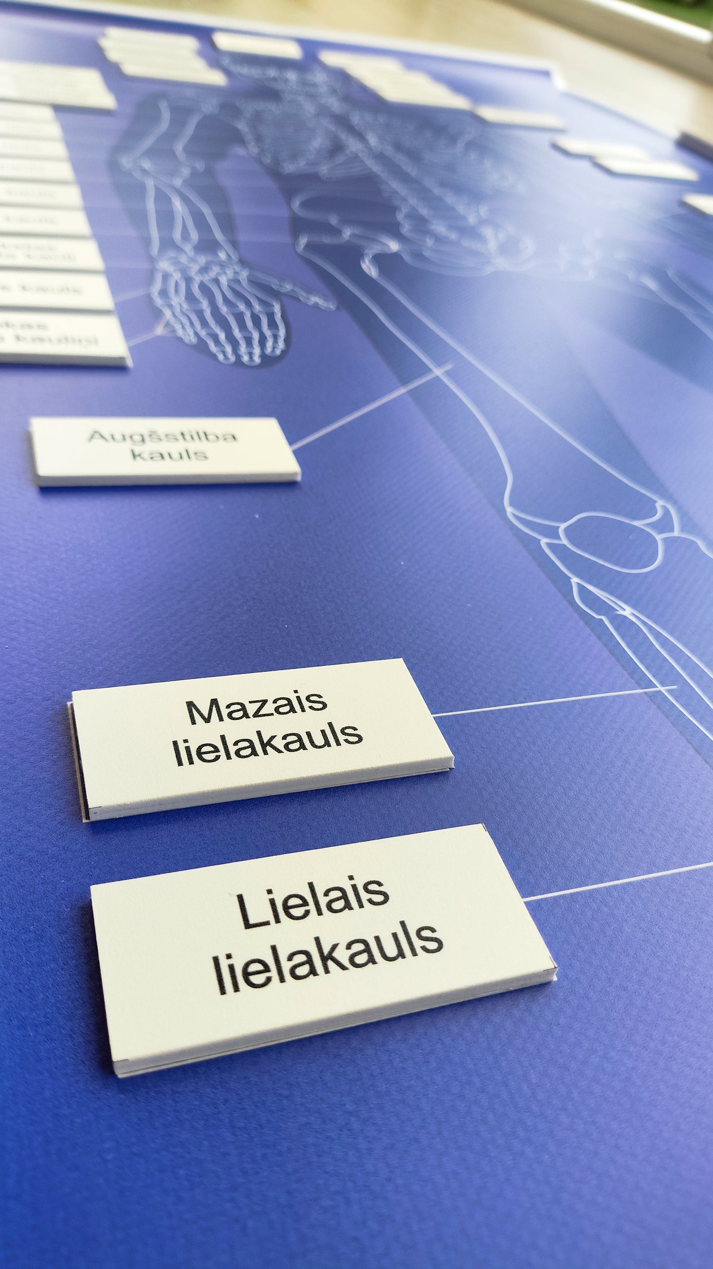 Cilvēka skeleta kaulu nosaukumu kartiņas