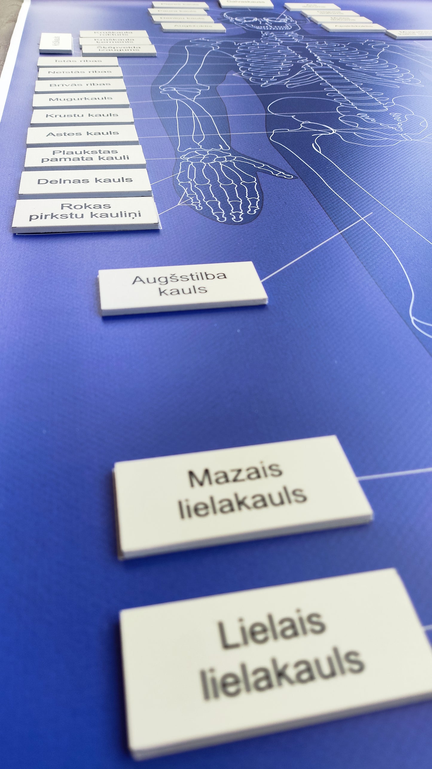 Cilvēka skeleta kaulu nosaukumu kartiņas