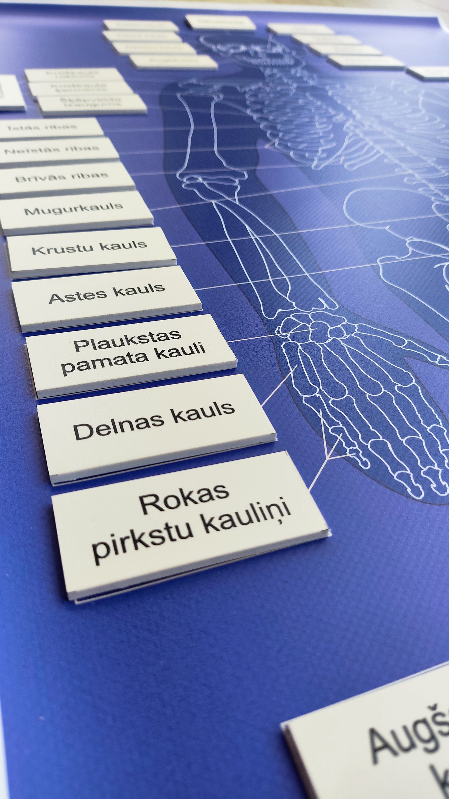 Cilvēka skeleta kaulu nosaukumu kartiņas