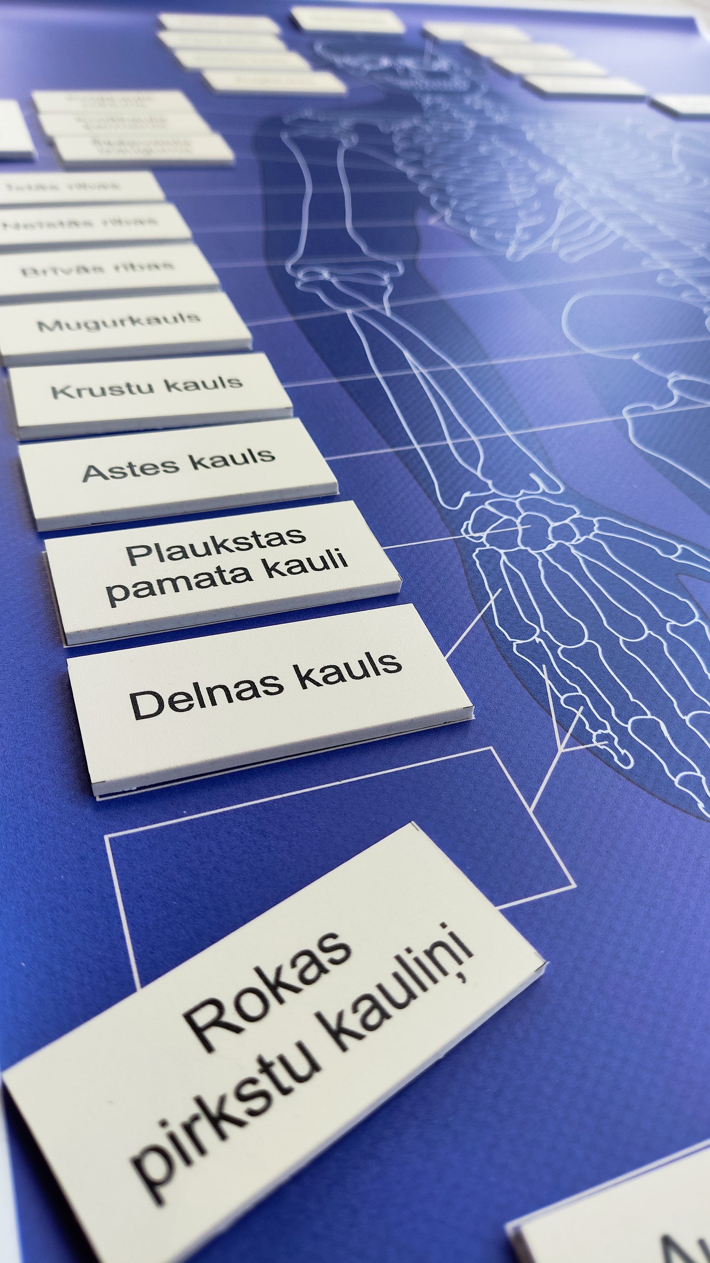 Cilvēka skeleta kaulu nosaukumu kartiņas