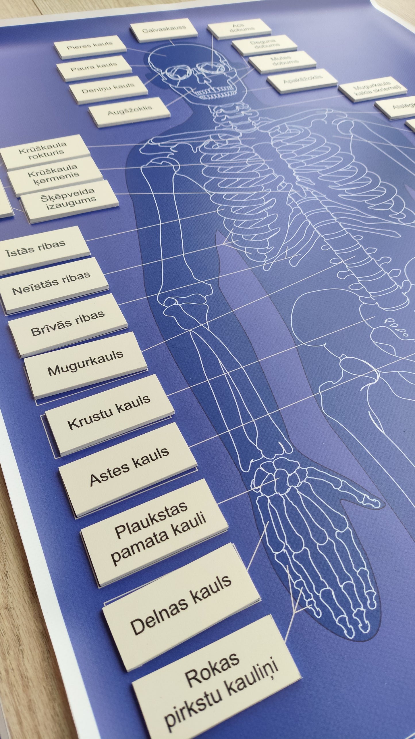 Cilvēka skeleta kaulu nosaukumu kartiņas