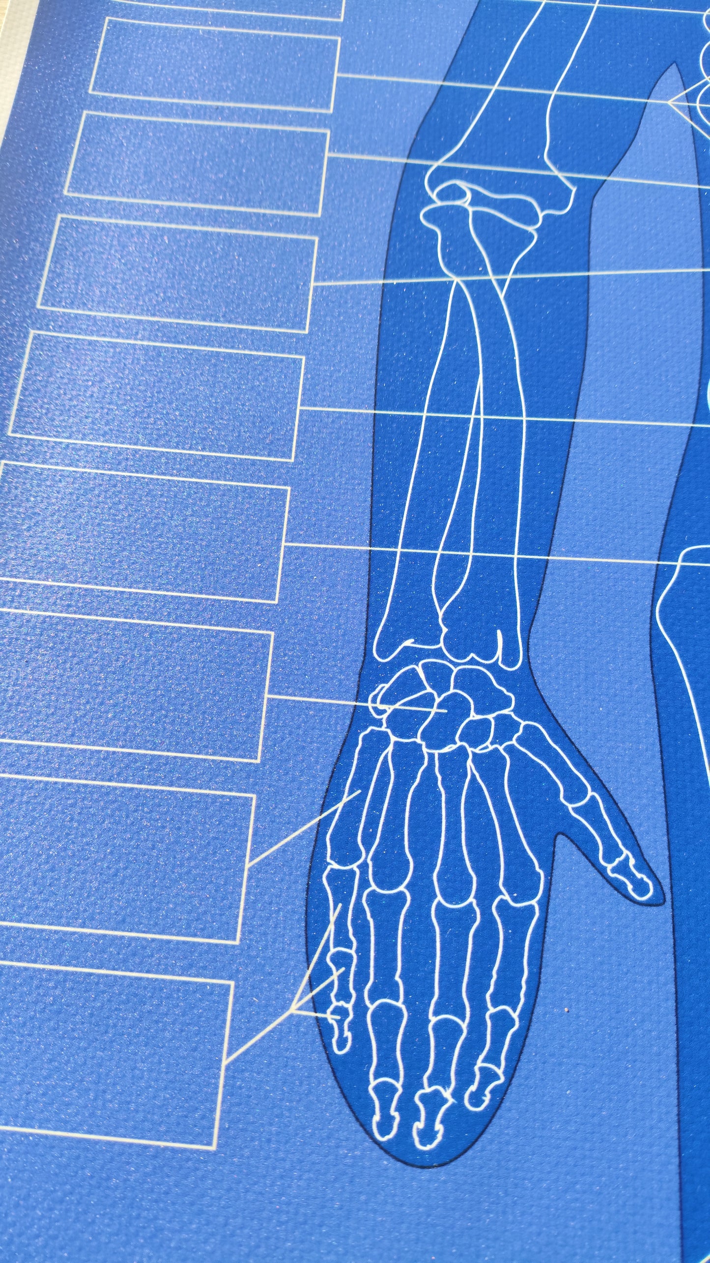 CILVĒKA SKELETA PAKLĀJIŅŠ