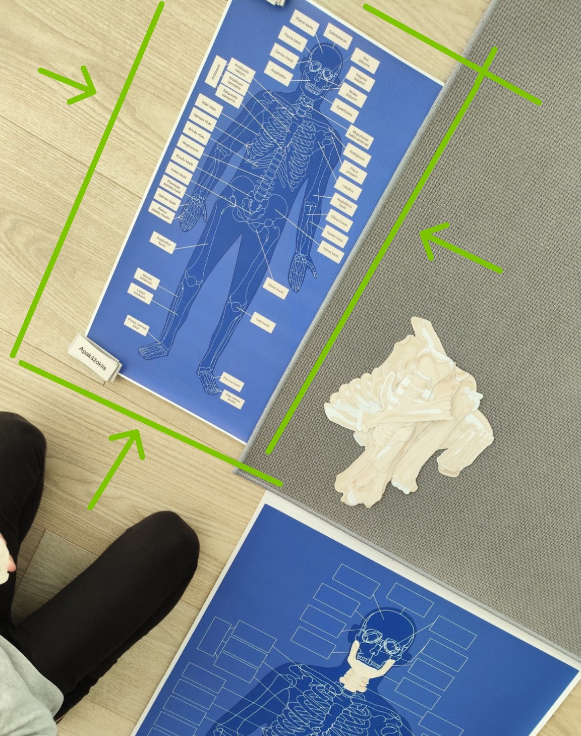 Cilvēka skeleta kontrolkarte ar kaulu nosaukumiem