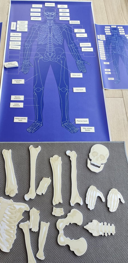 CILVĒKA SKELETS - VISS KOMPLEKTS