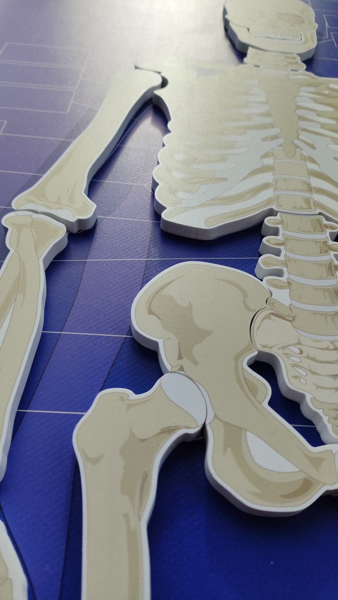 CILVĒKA SKELETS - VISS KOMPLEKTS