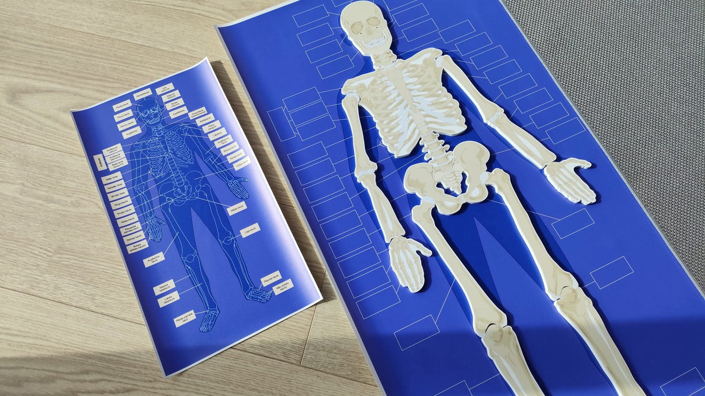 CILVĒKA SKELETS - VISS KOMPLEKTS