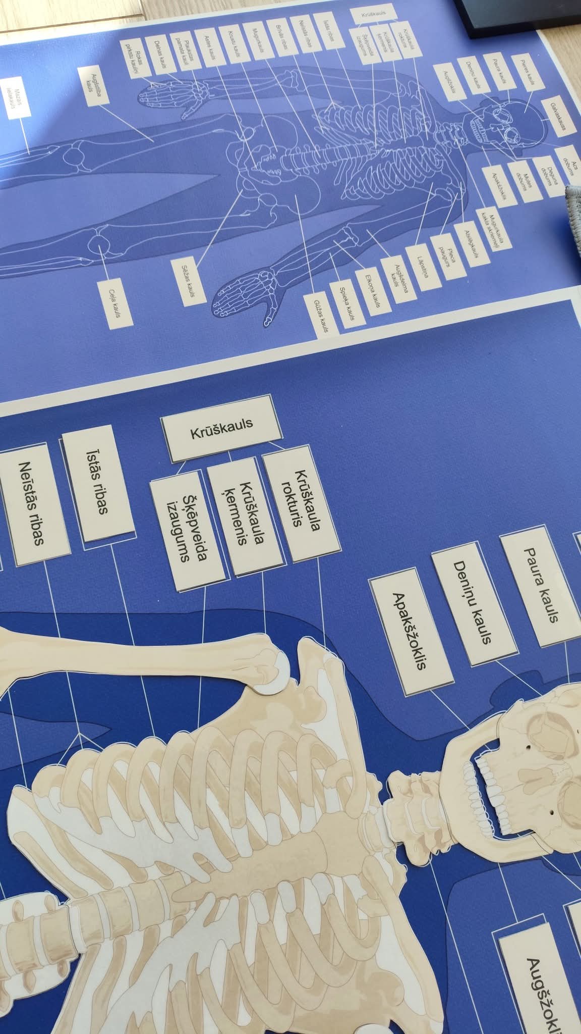 PDF FAILS - CILVĒKA SKELETA KONTROLKARTE/PLAKĀTS, CILVĒKA SKELETS - kauli, CILVĒKA SKELETA KAULU NOSAUKUMU KARTIŅAS.