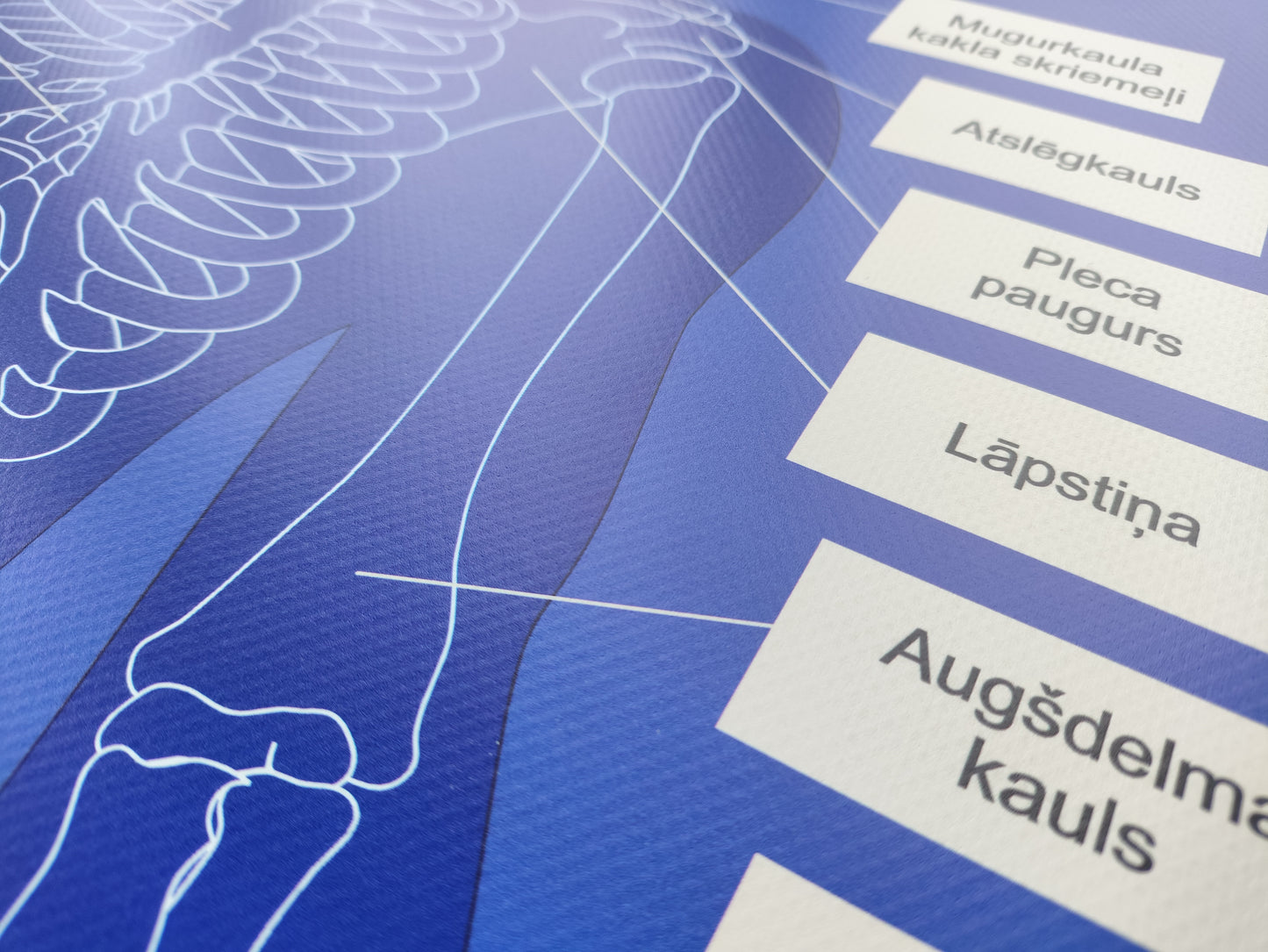 Cilvēka skeleta paklājiņš AR kaulu nosaukumiem