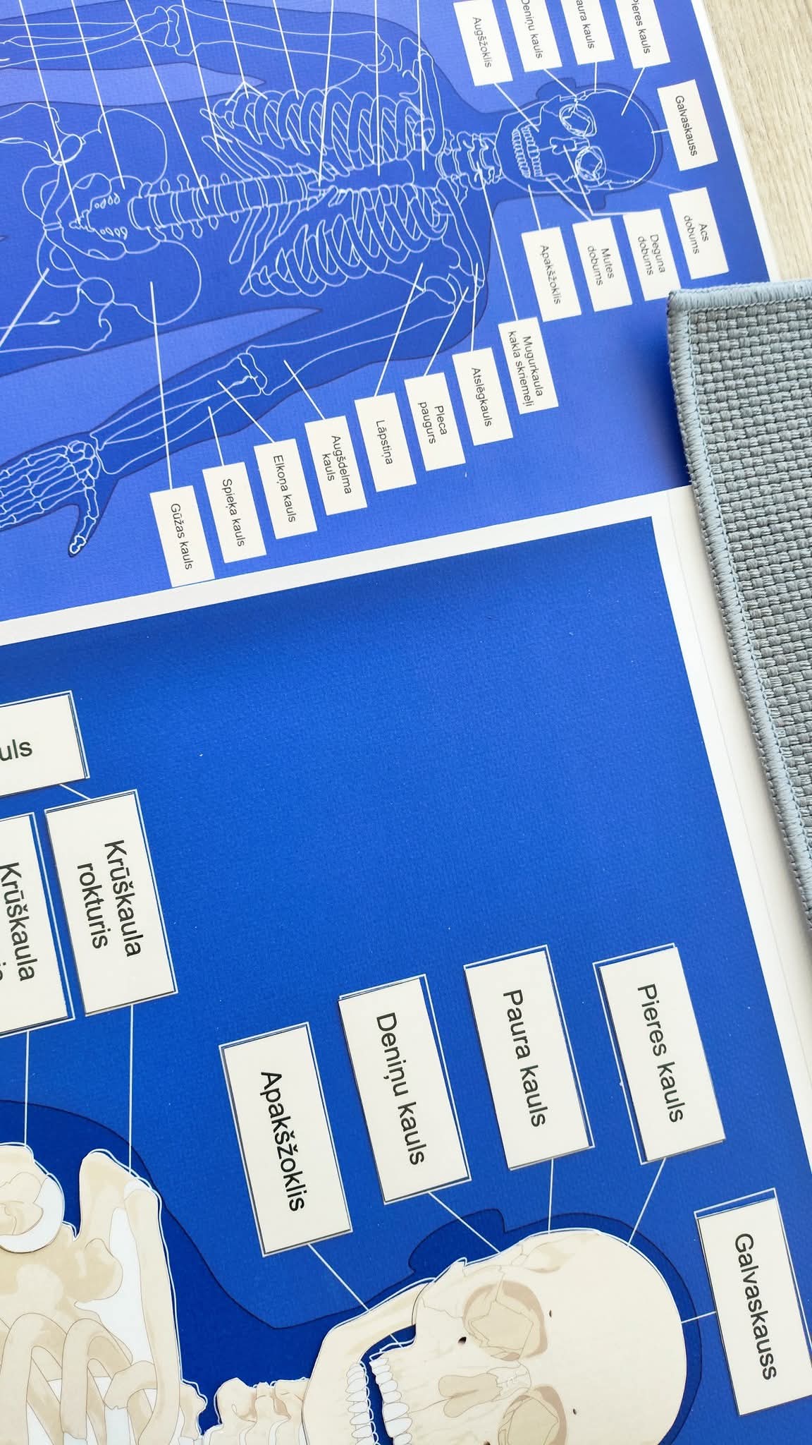 PDF FAILS - CILVĒKA SKELETA KONTROLKARTE/PLAKĀTS, CILVĒKA SKELETS - kauli, CILVĒKA SKELETA KAULU NOSAUKUMU KARTIŅAS.