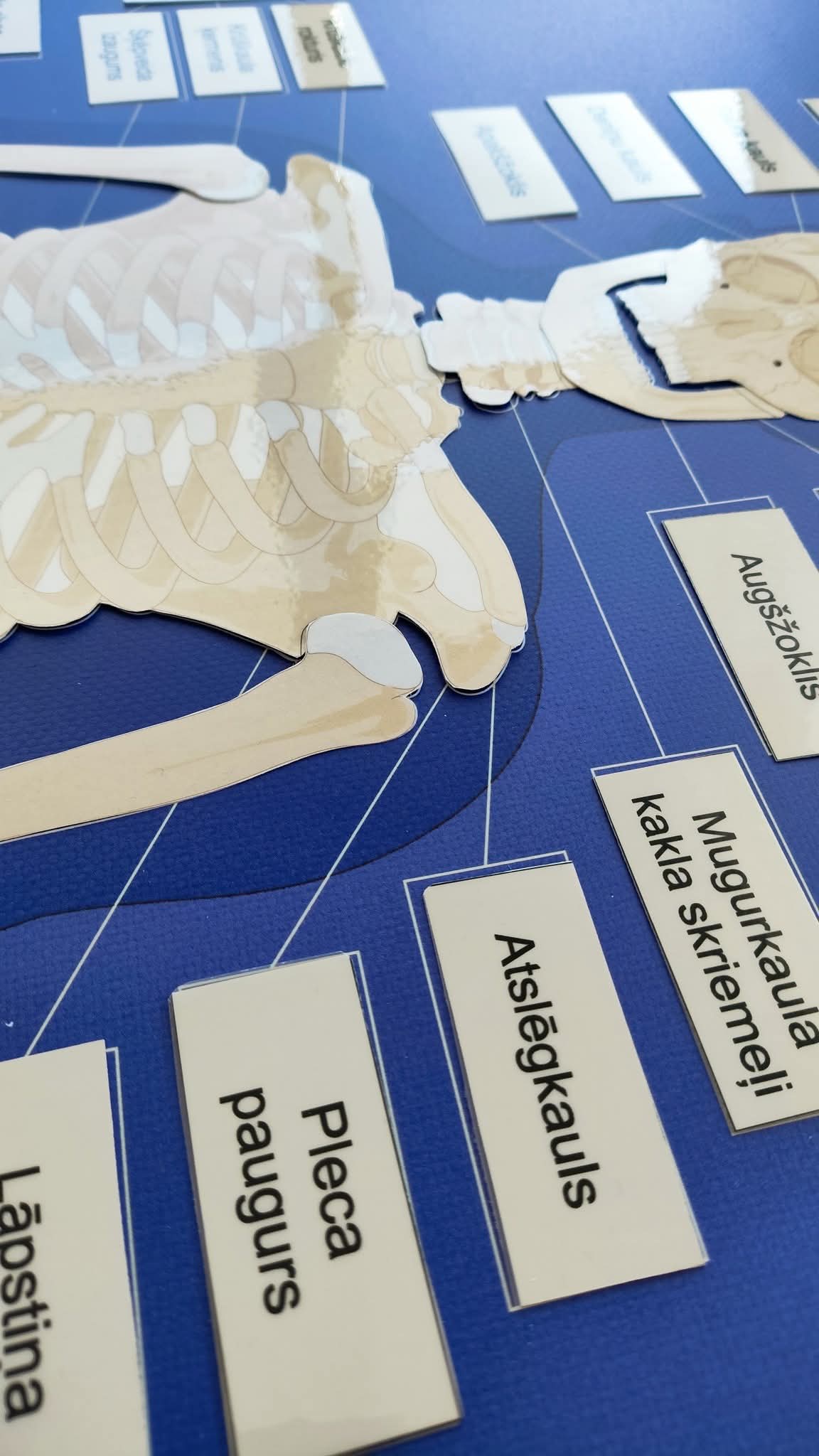 PDF FAILS - CILVĒKA SKELETA KONTROLKARTE/PLAKĀTS, CILVĒKA SKELETS - kauli, CILVĒKA SKELETA KAULU NOSAUKUMU KARTIŅAS.