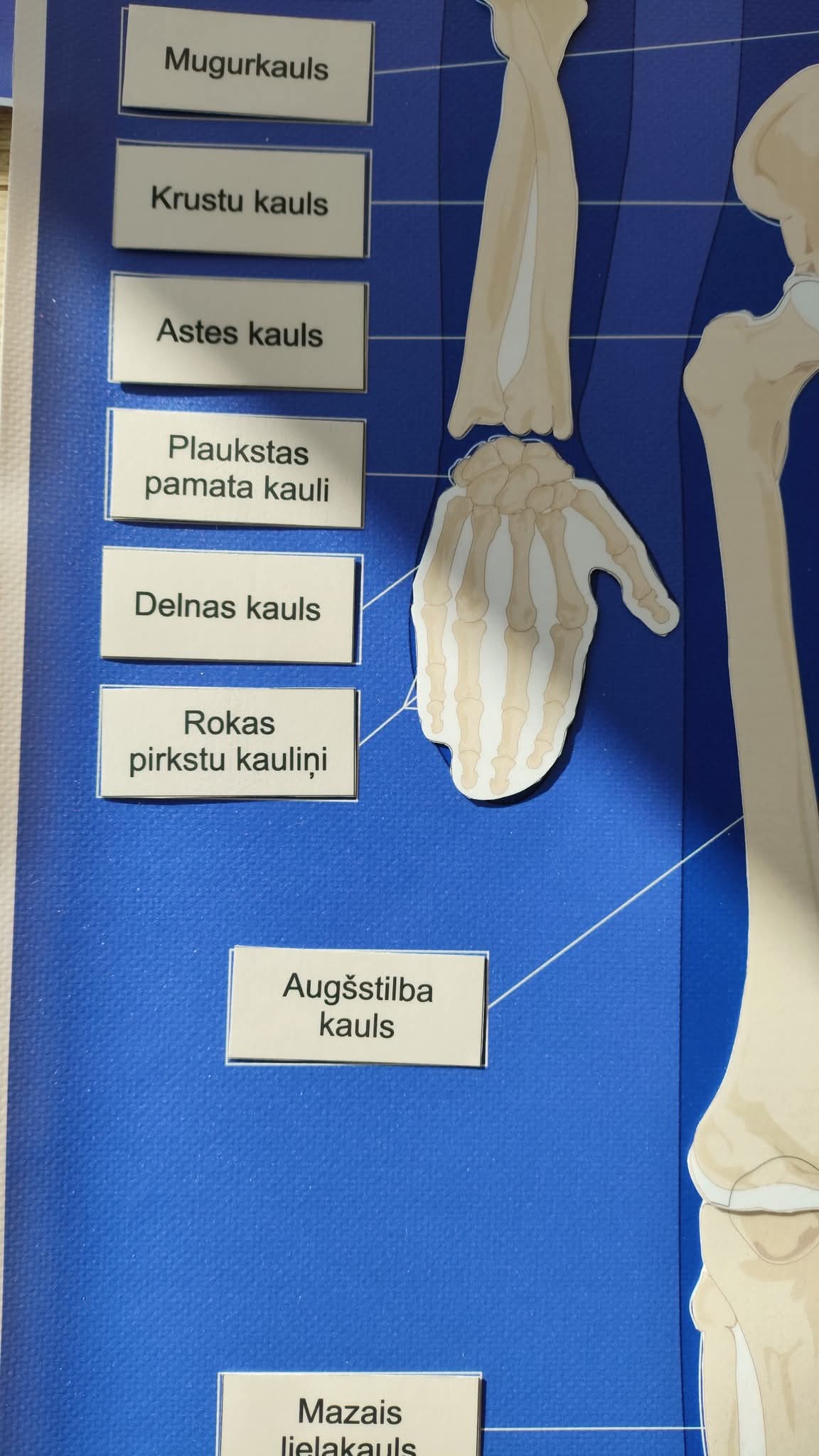 PDF FAILS - CILVĒKA SKELETA KONTROLKARTE/PLAKĀTS, CILVĒKA SKELETS - kauli, CILVĒKA SKELETA KAULU NOSAUKUMU KARTIŅAS.