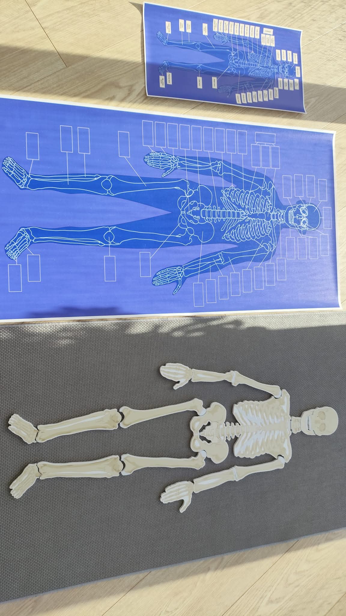 CILVĒKA SKELETS - VISS KOMPLEKTS