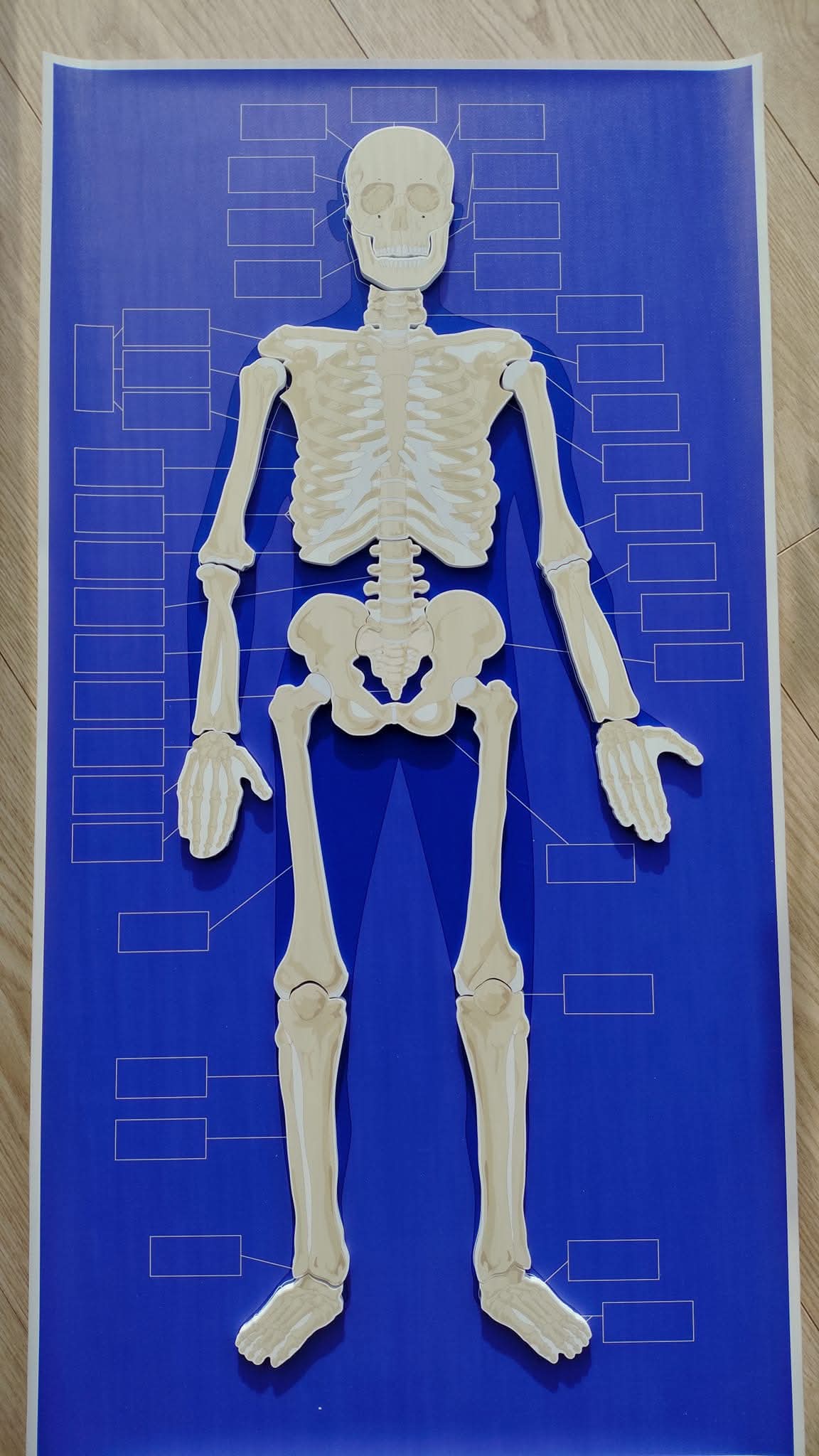 CILVĒKA SKELETS - VISS KOMPLEKTS