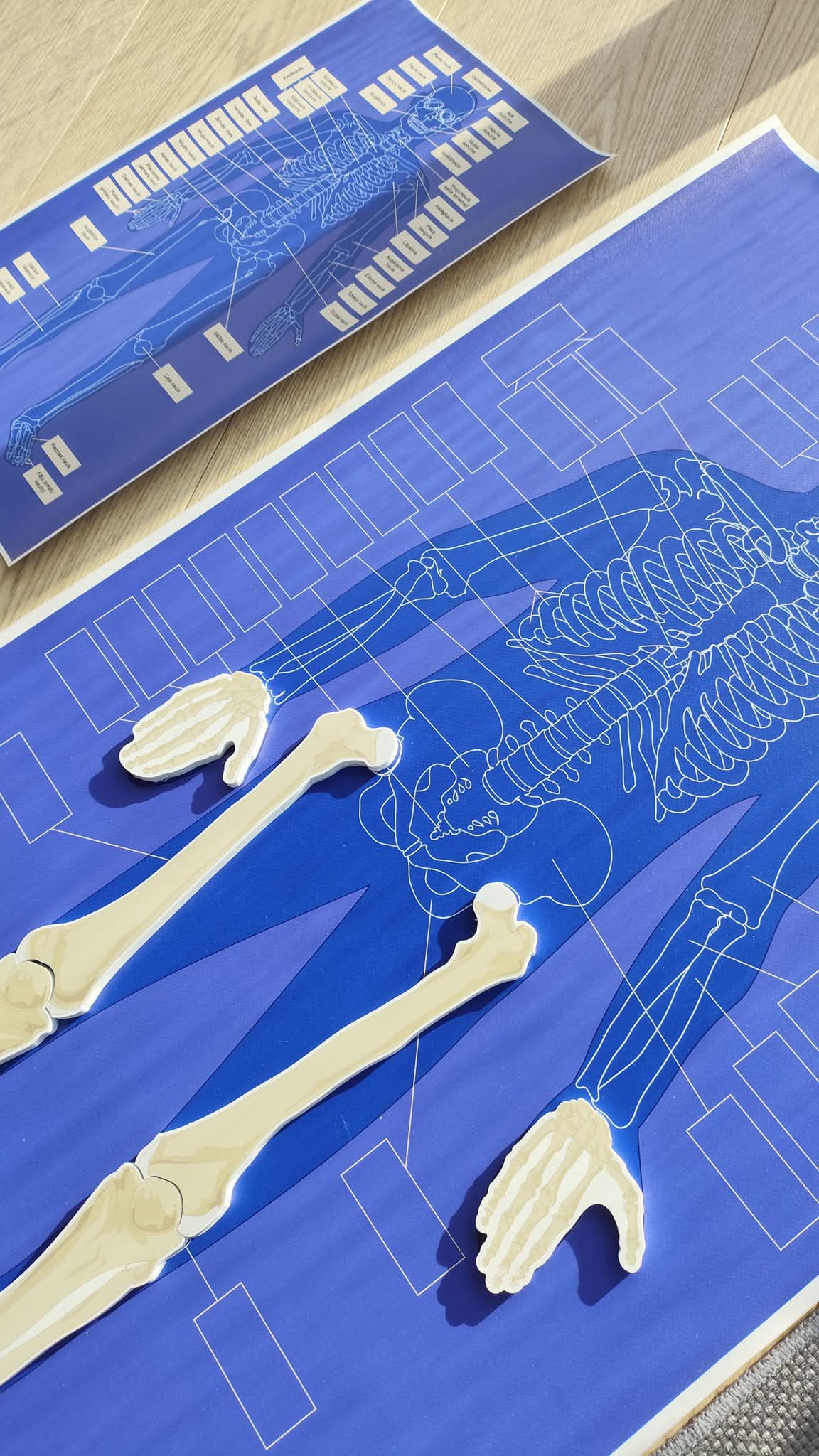 CILVĒKA SKELETS - VISS KOMPLEKTS