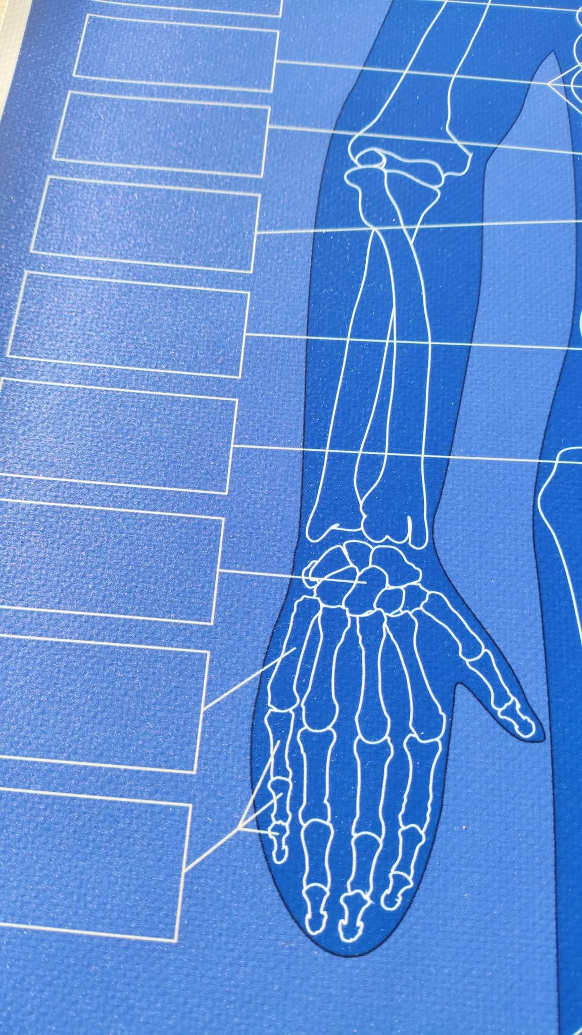PDF FAILS - CILVĒKA SKELETA KONTROLKARTE/PLAKĀTS, CILVĒKA SKELETS - kauli, CILVĒKA SKELETA KAULU NOSAUKUMU KARTIŅAS.